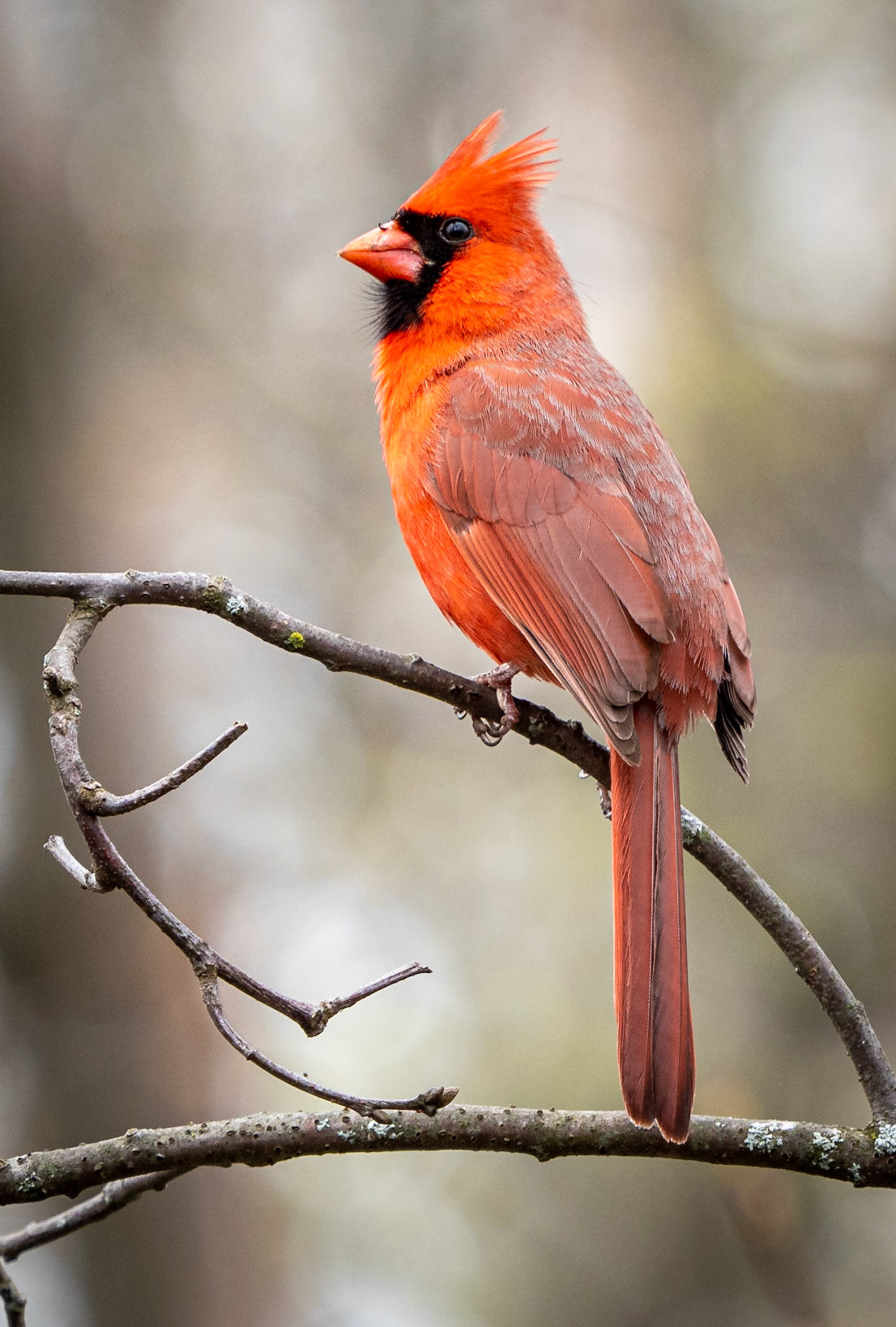 male cardinal