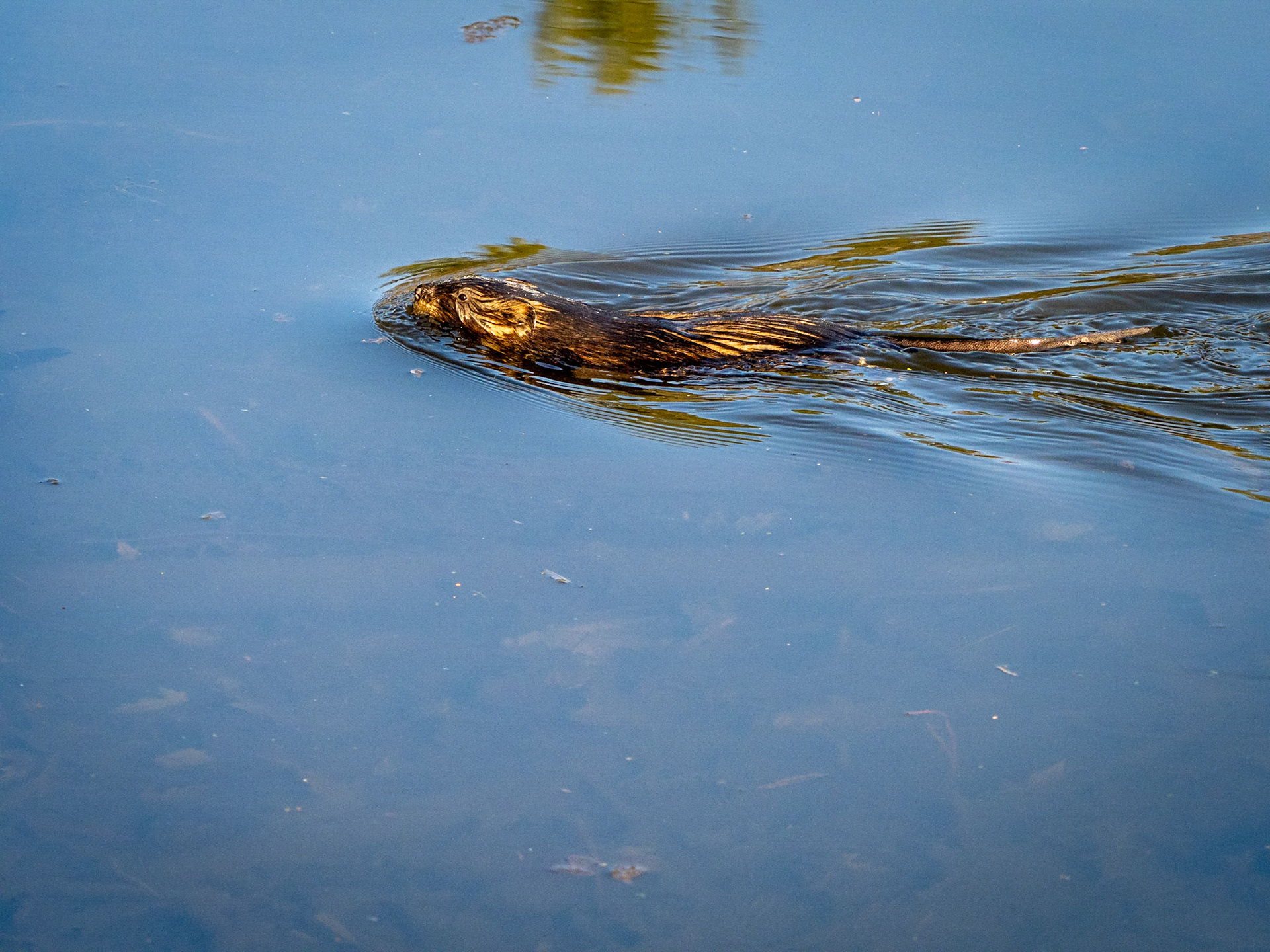 muskrat