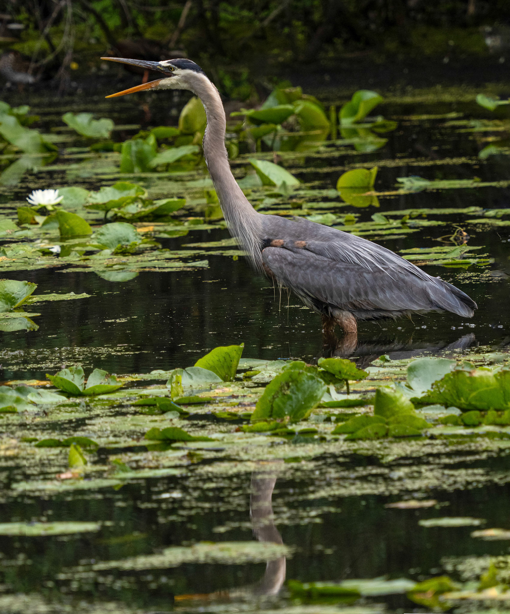 Great blue heron