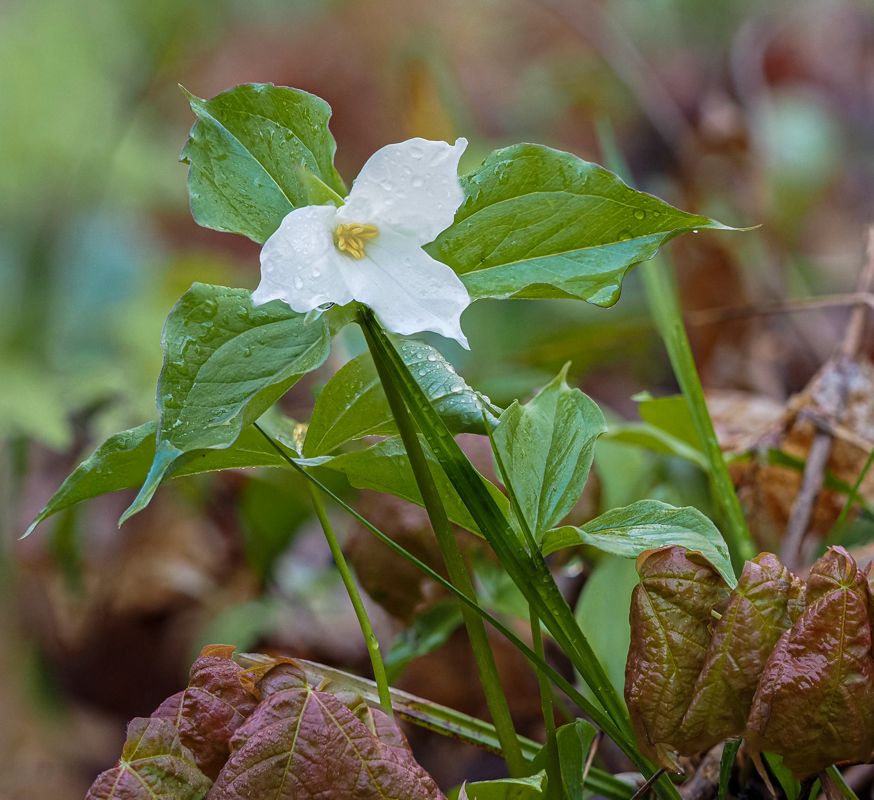 white trillium