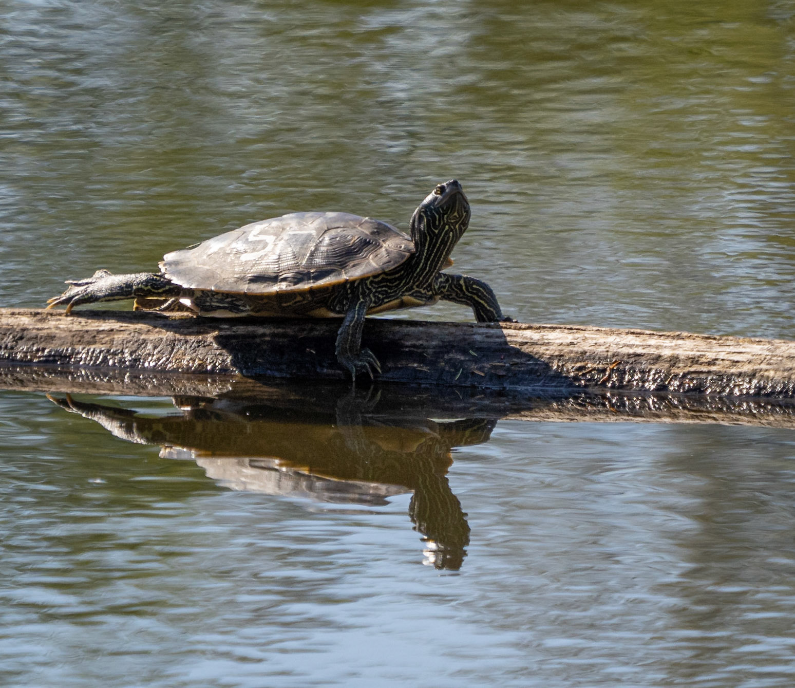 map turtle