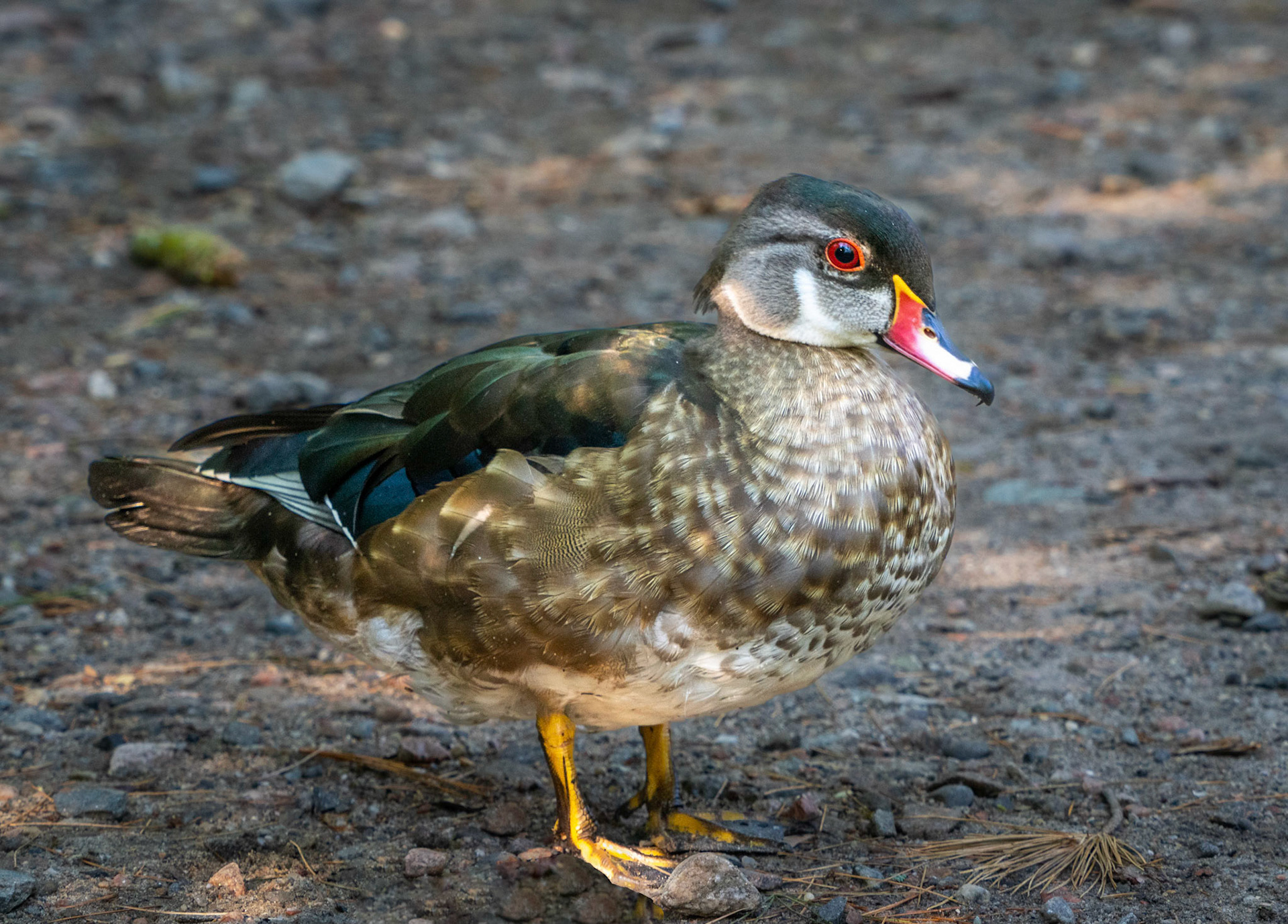 adult male