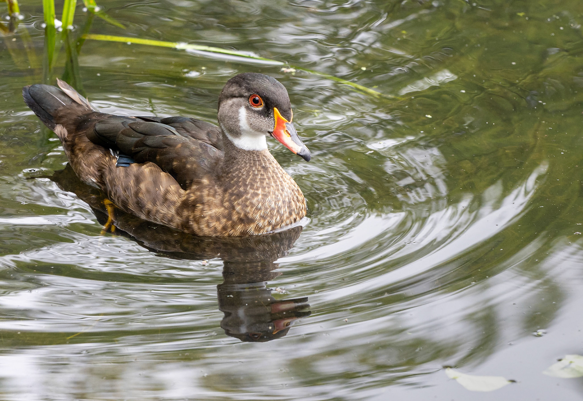 Male wood duck in full molt