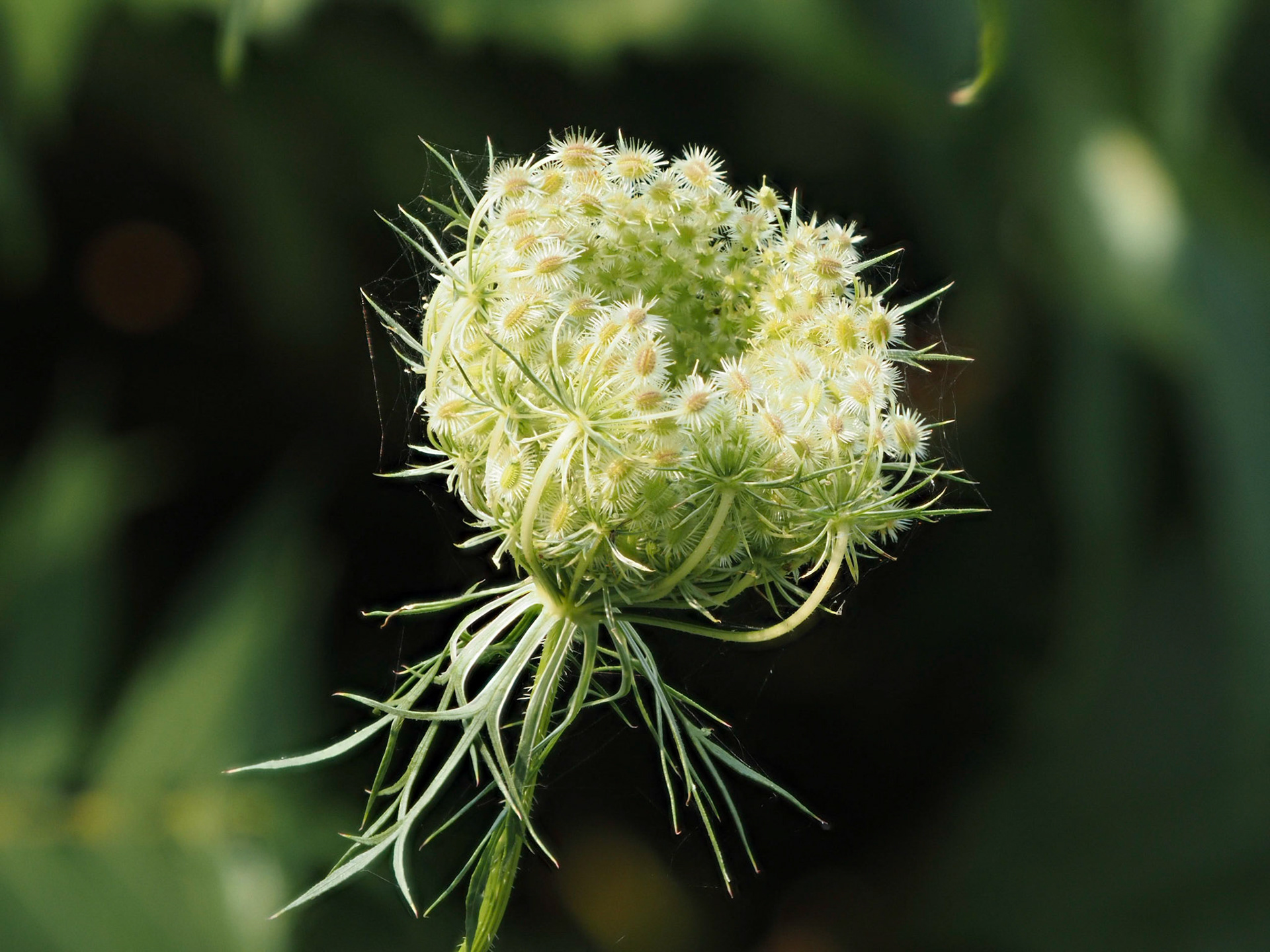 Queen Anne's Lace blossom progressing to seed