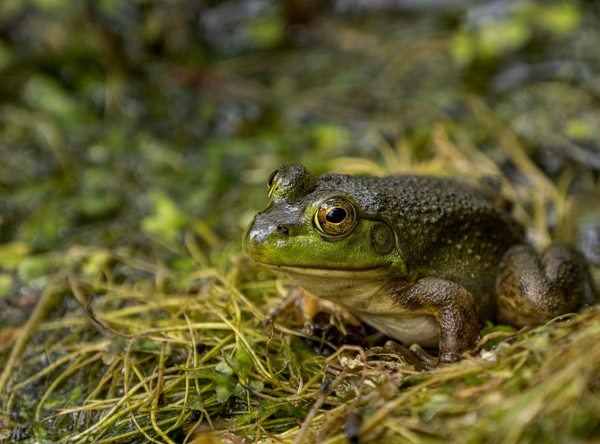 Bull frog