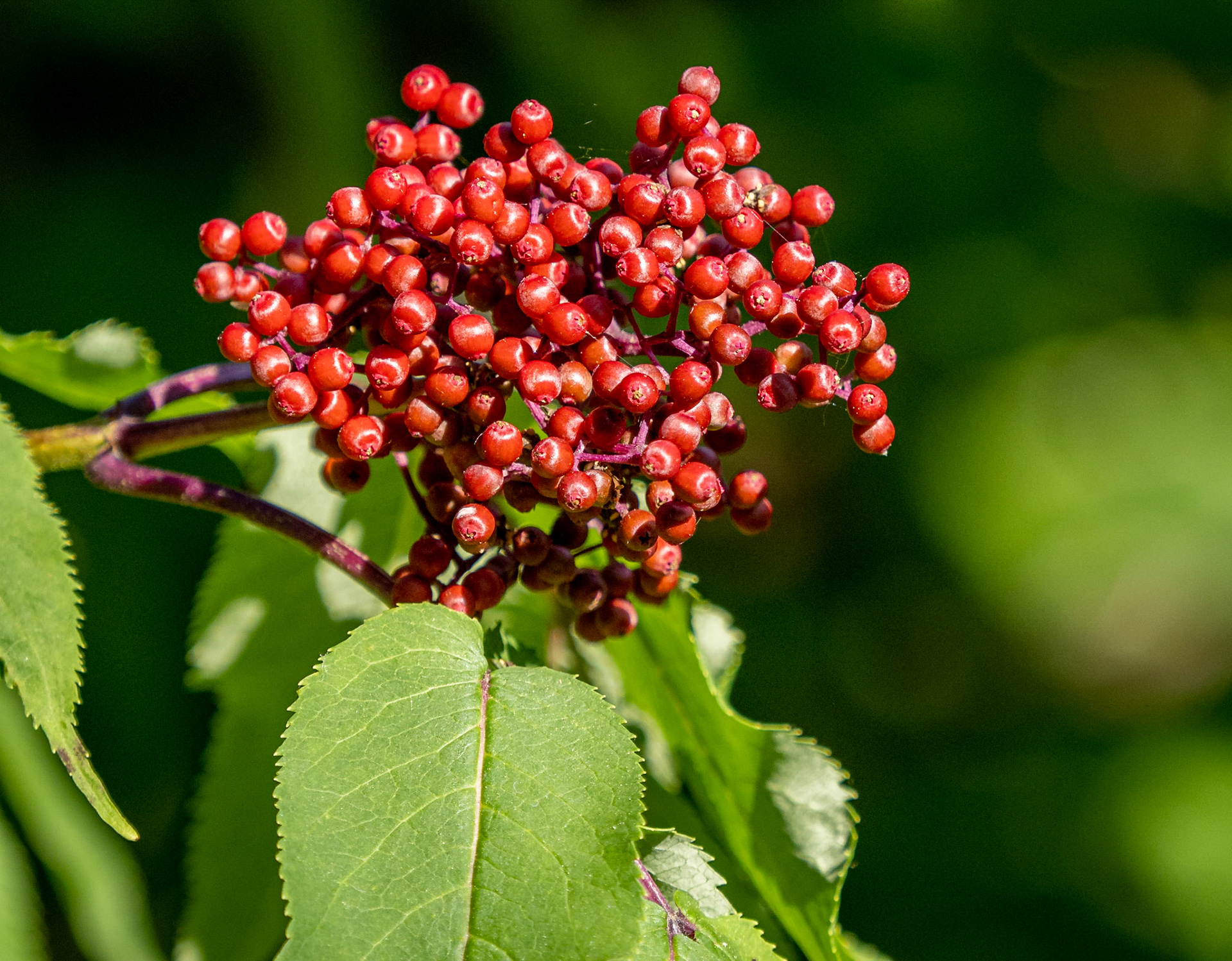elderberry
