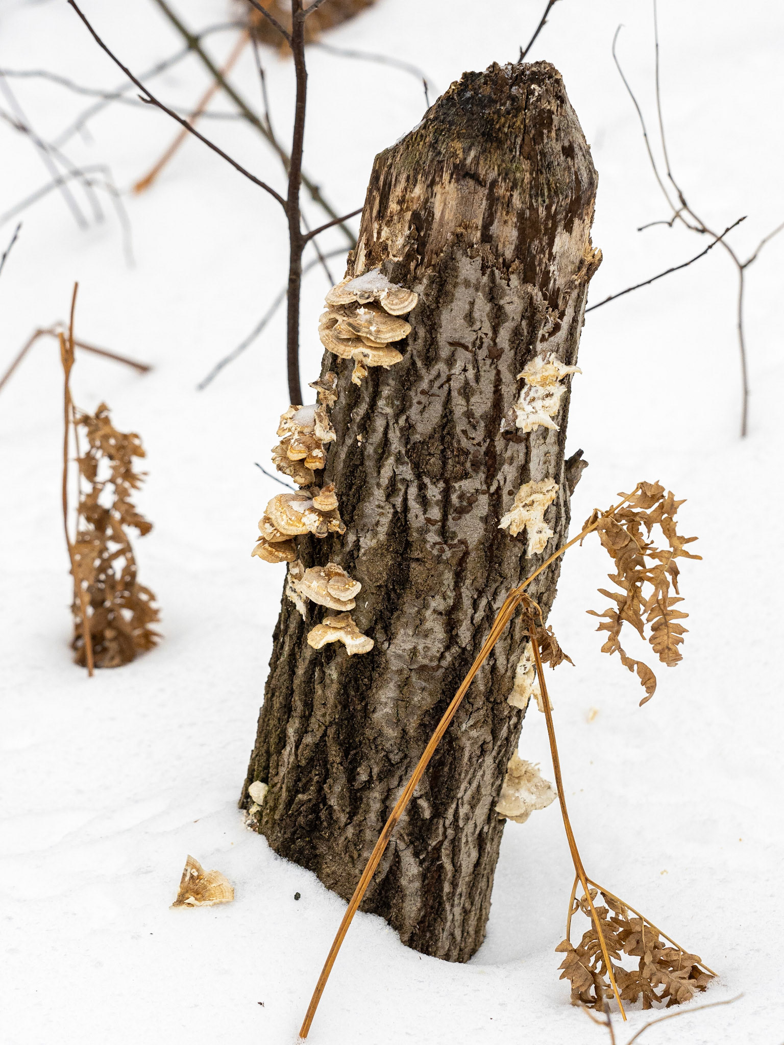 Turkey tail on beaver stump