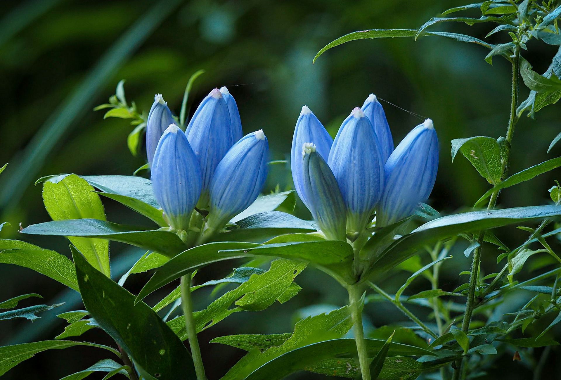 Bottle gentian