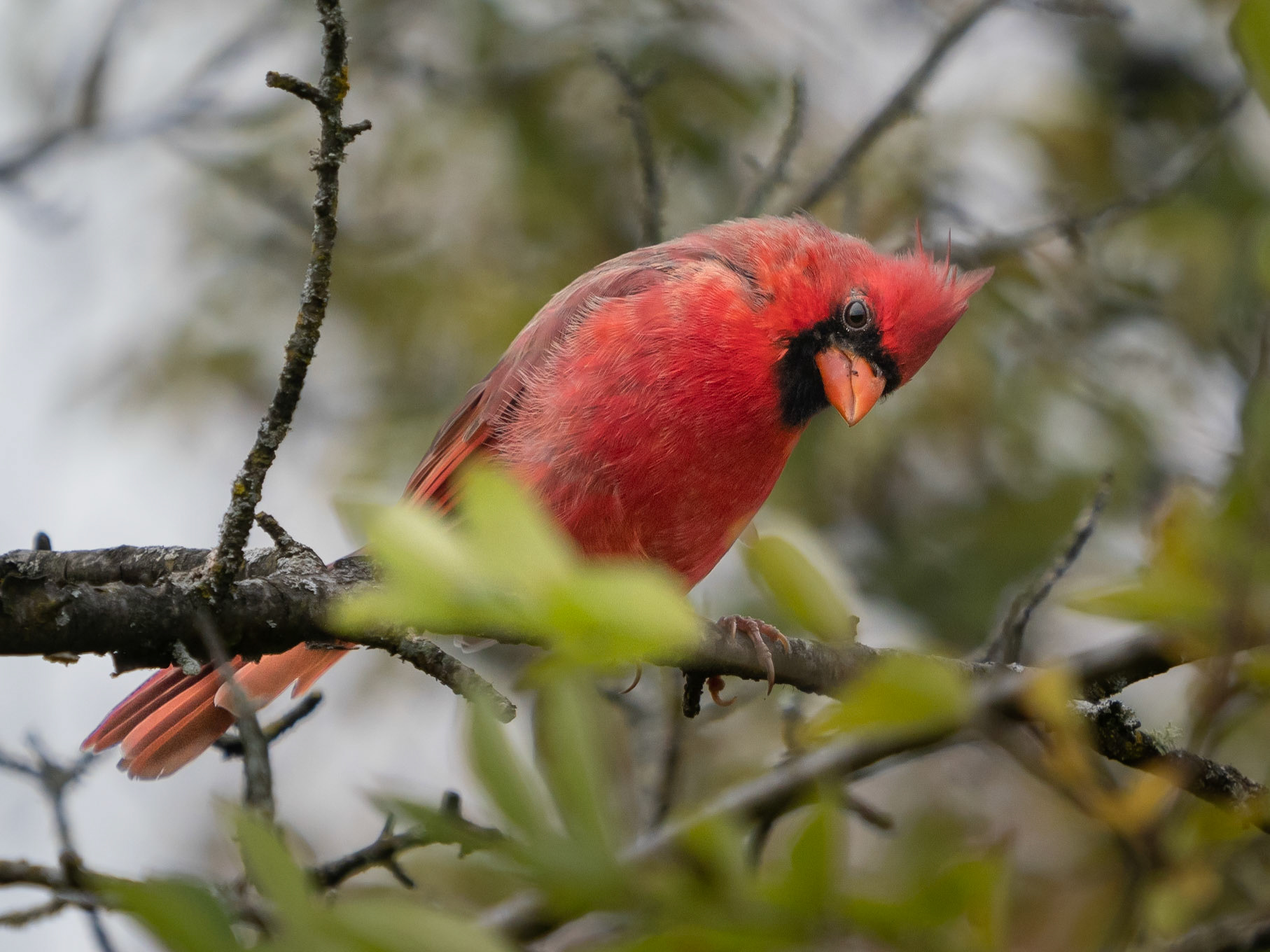 MAle cardinal