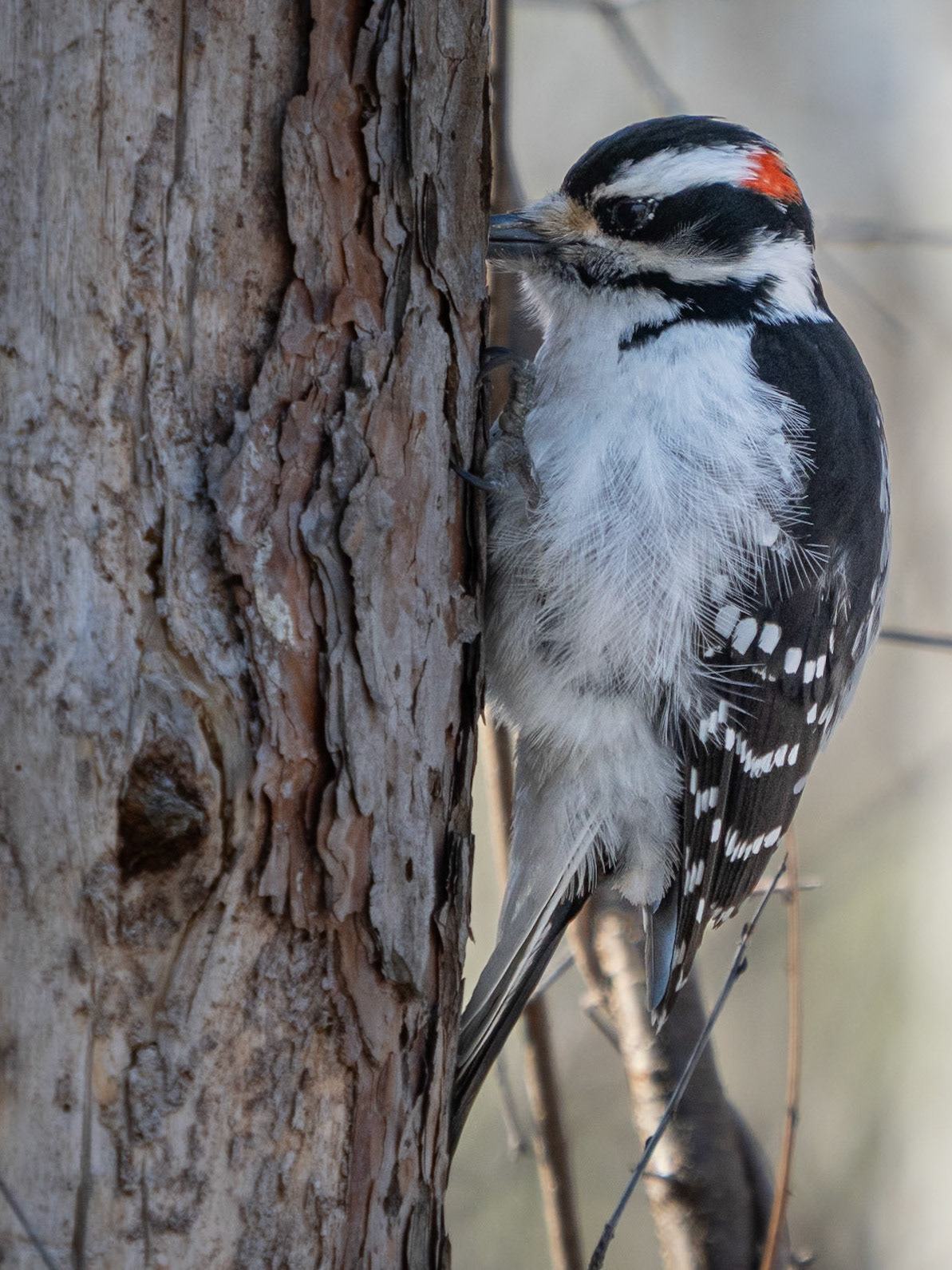 hairy woodpecker, Jacl Pine