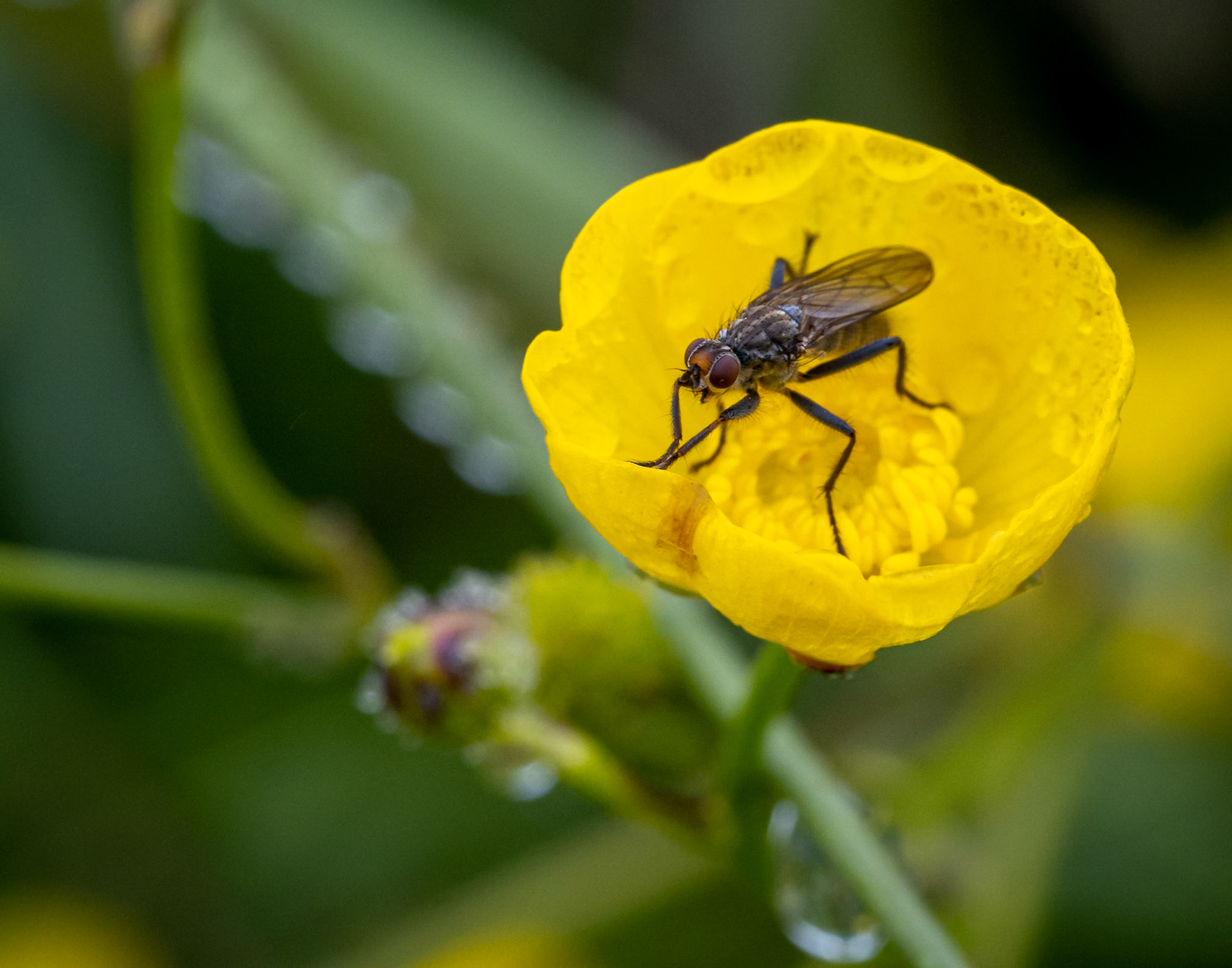 Fly in a buttercup