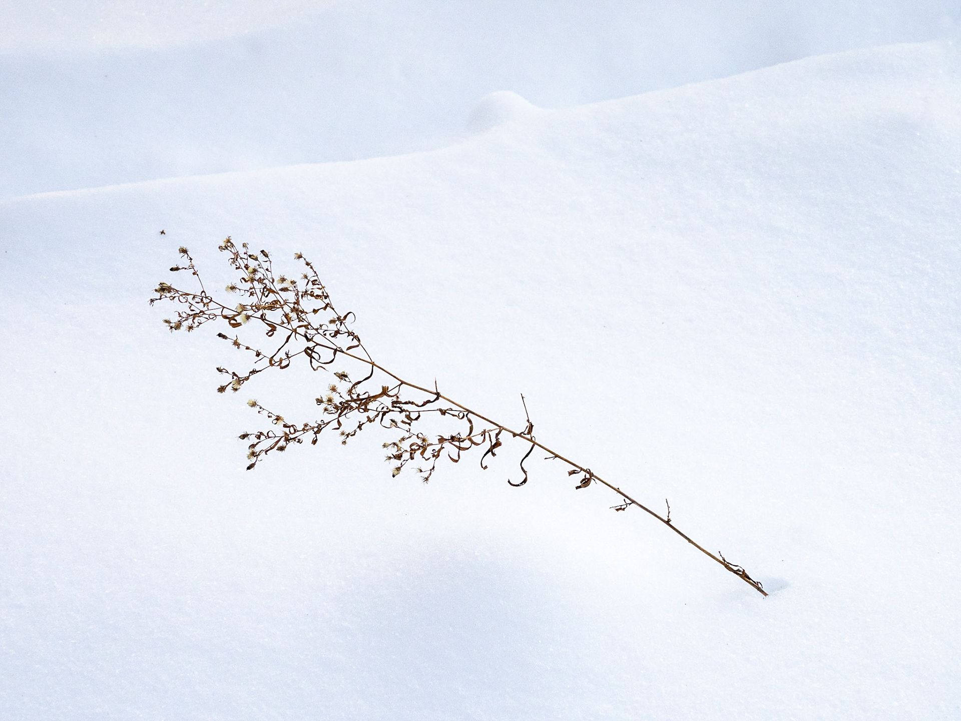 Fall aster stem