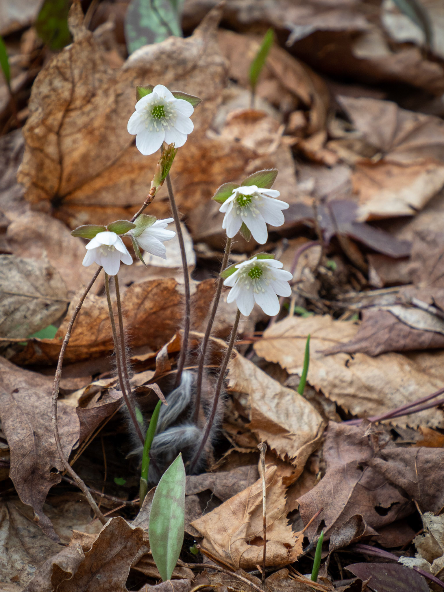 hepatica