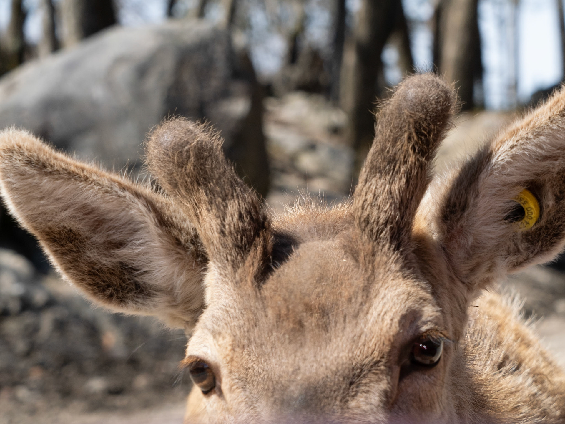 red deer