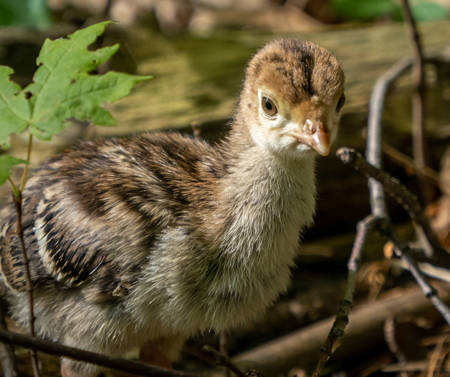 very young pullet