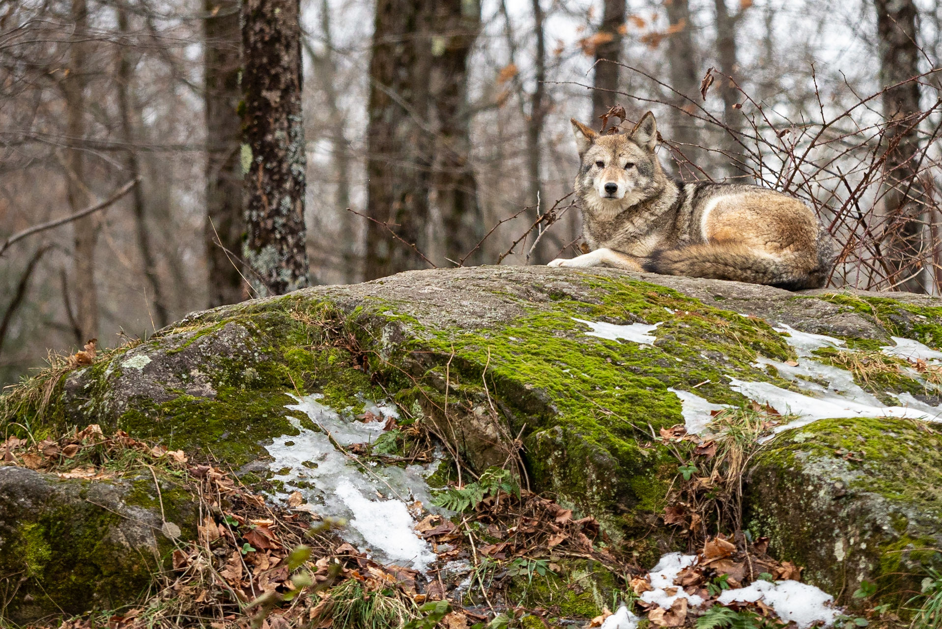 Coyote playing kin of the castle