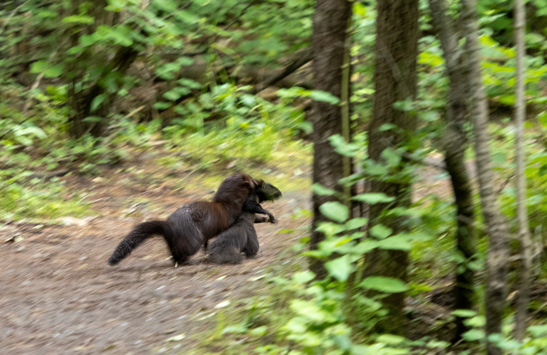 mink with fresh killed squirrel