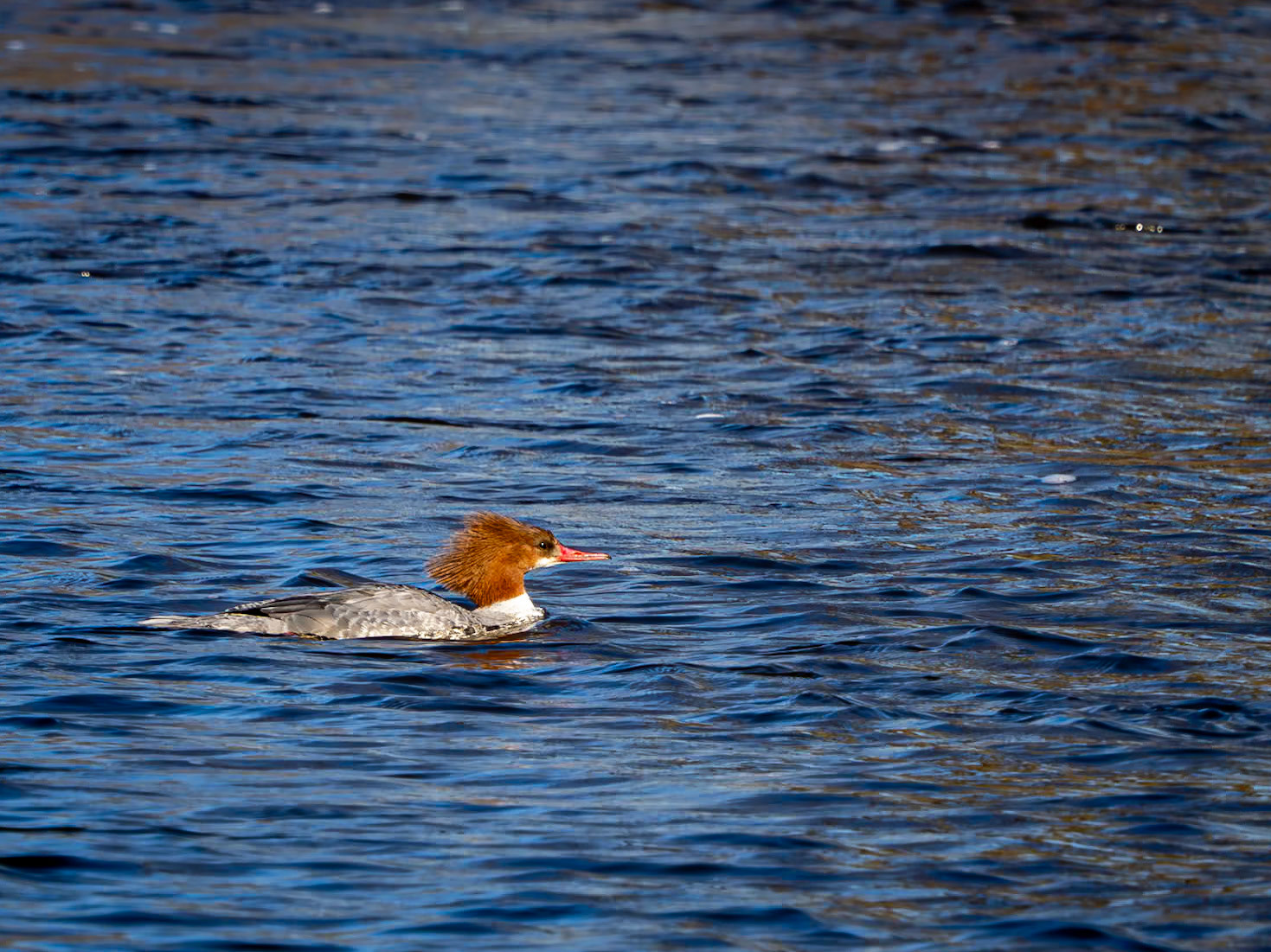 female common merganser Mud Lake
