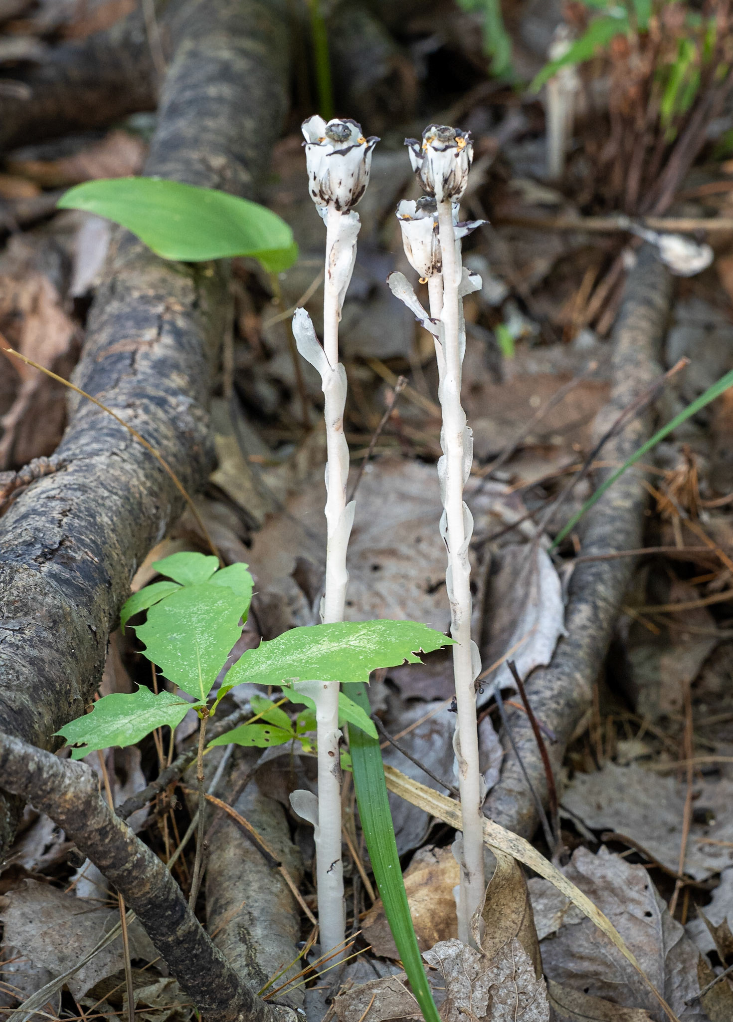 Indian pipes