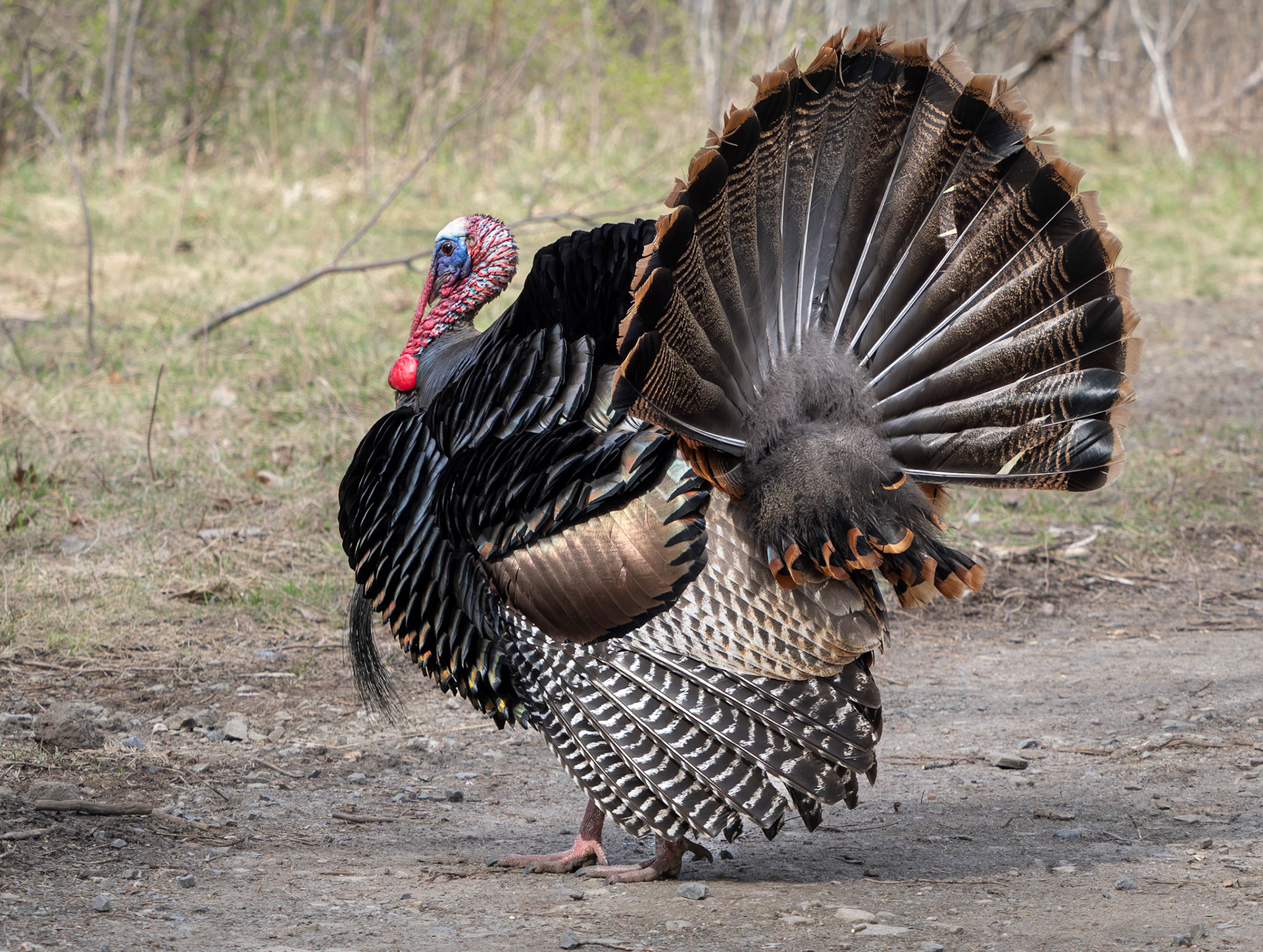 make wild turkey, Mud Lake