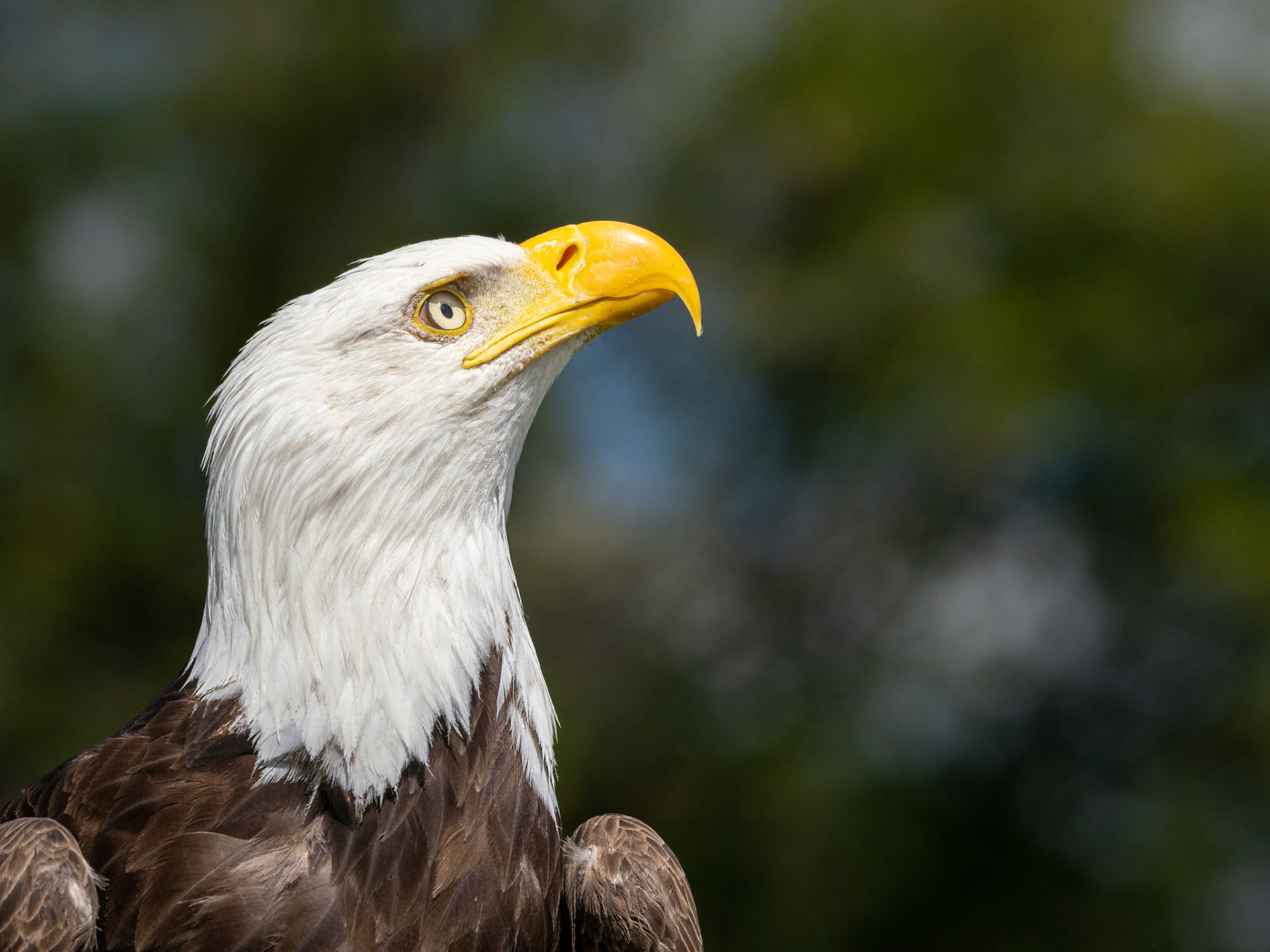 Bald eagle