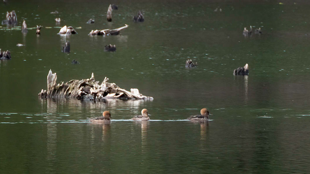 hooded merganser
