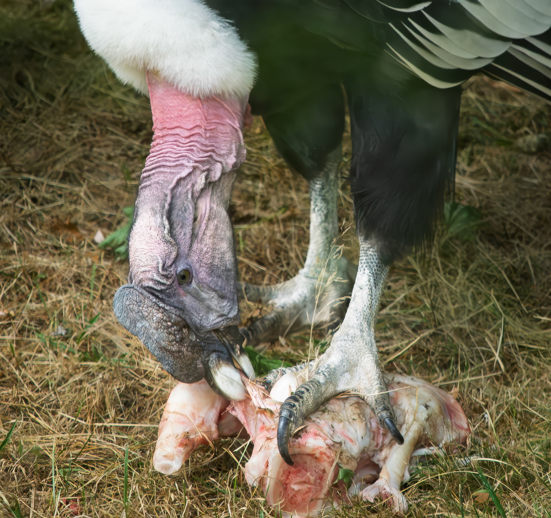 Andean Condor