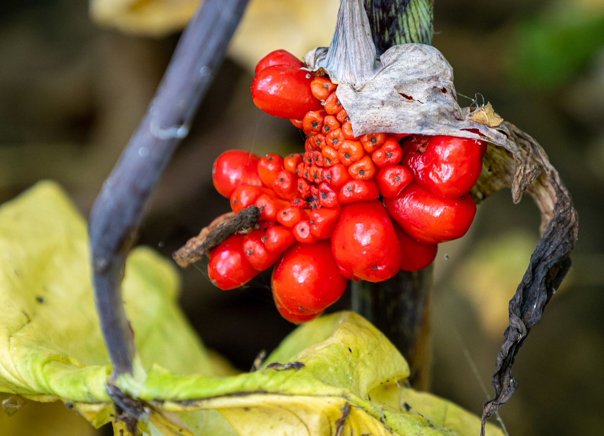 jack-in-the-pulpit seeds