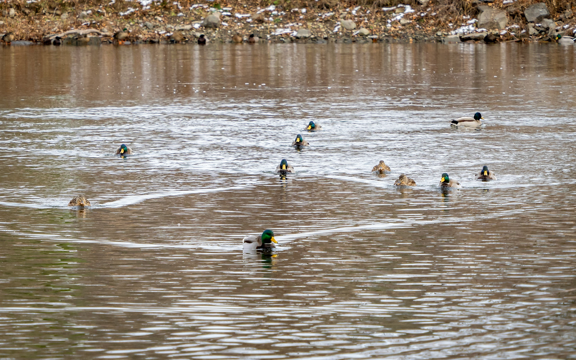 Mallard ducks, Billings Bridge