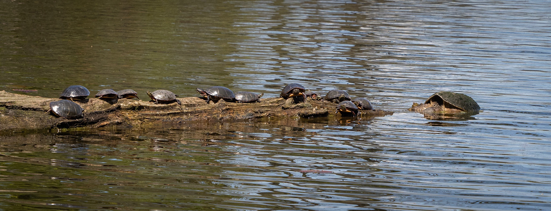 painted turtle with snapping turtle