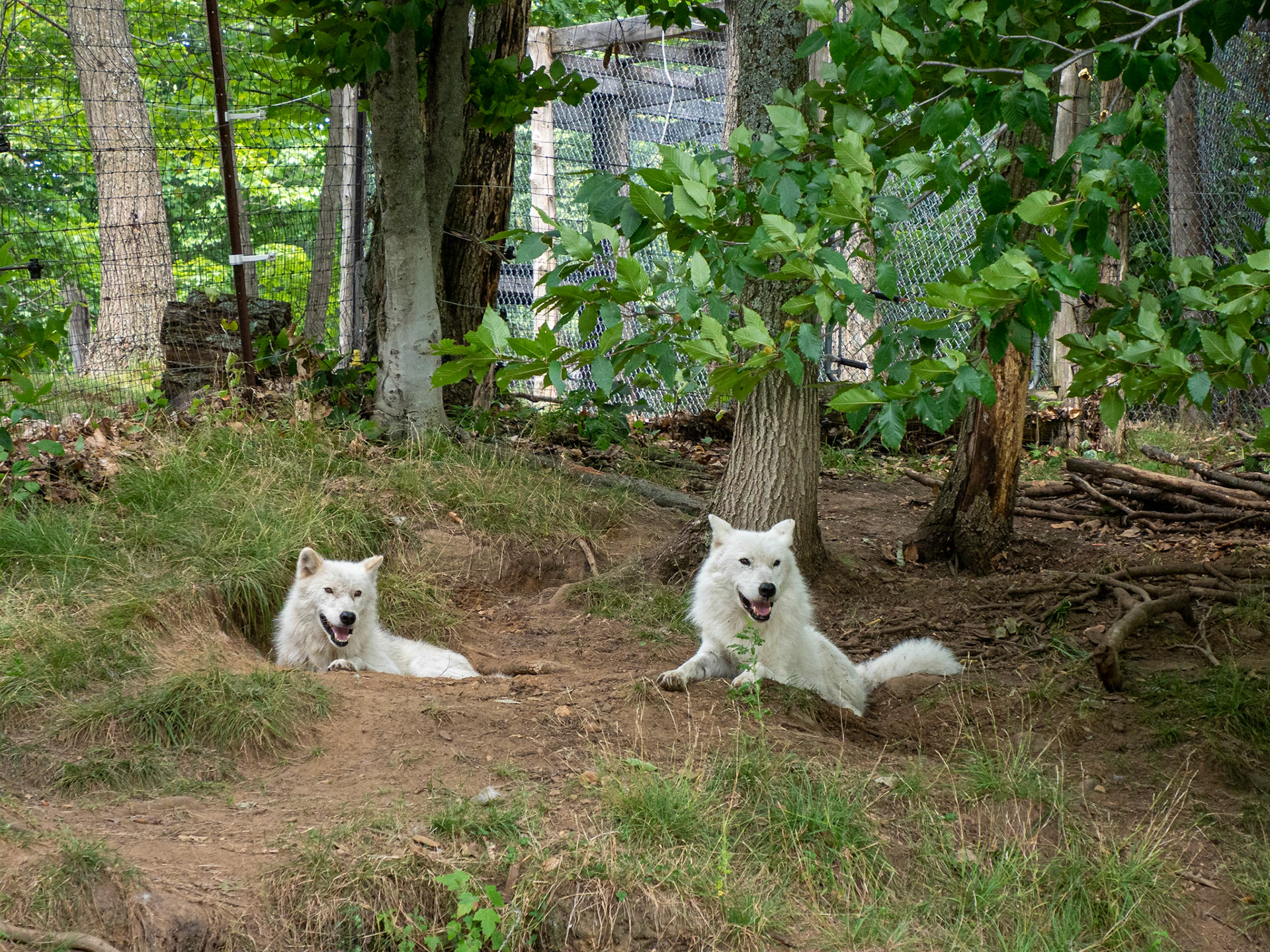 Arctic wolf