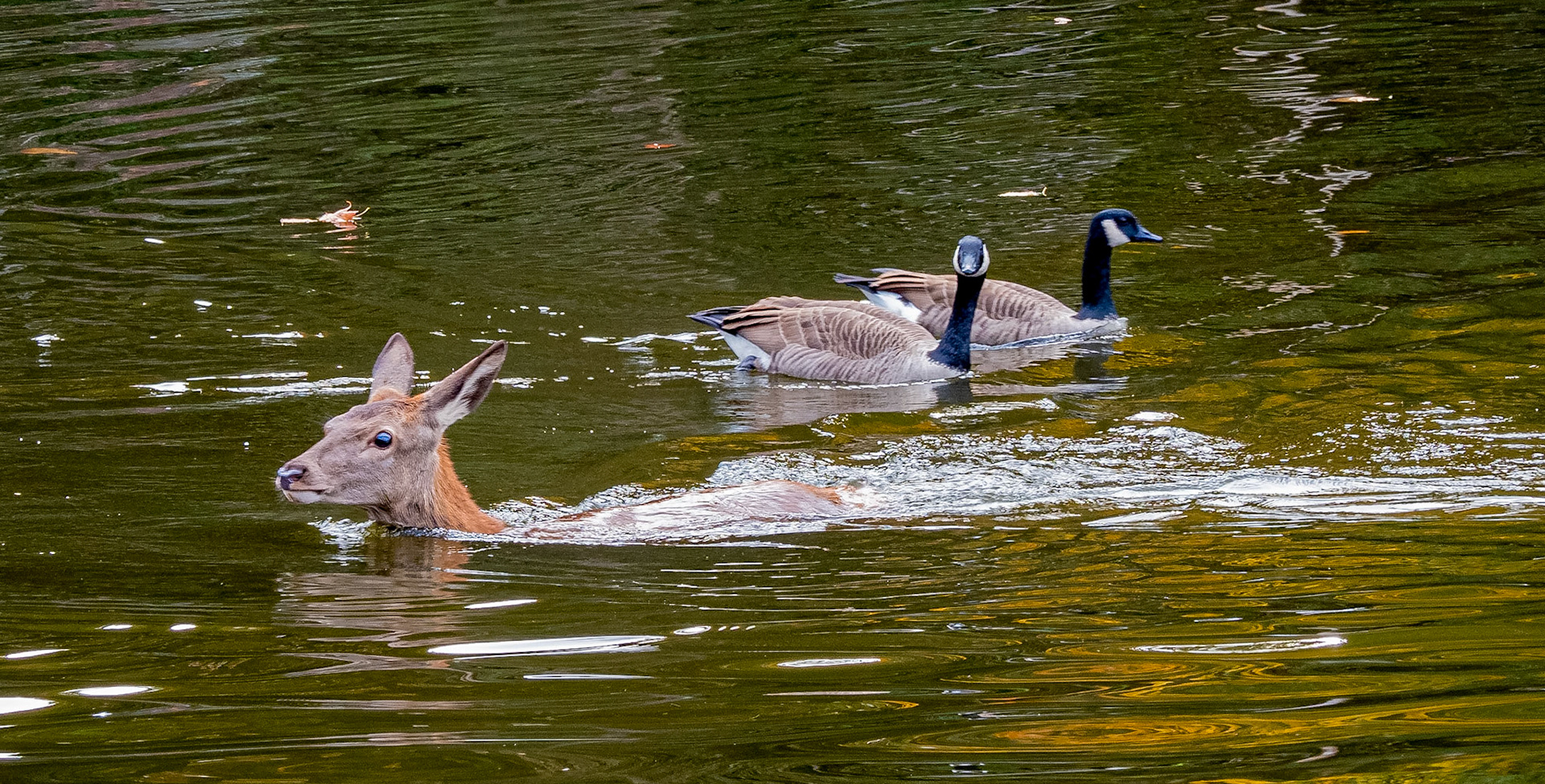 Red deer with terrified look watched by geese. Terrified of water or the geese??