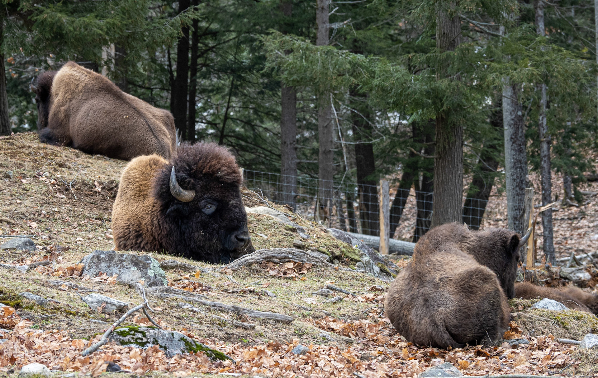 Bison, including the big guy, taking it easy