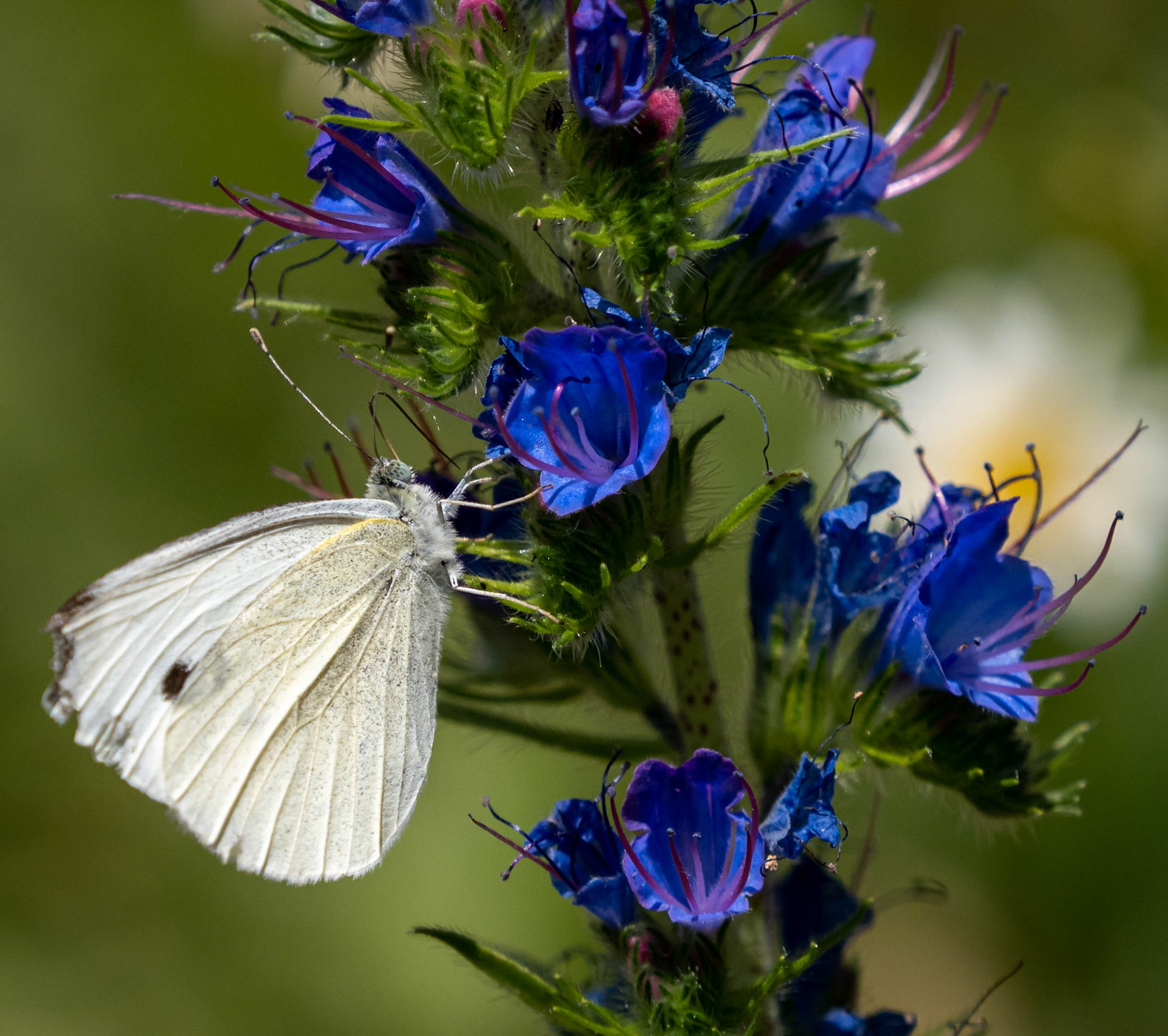 cabbage white butterfly on vipers blugloss