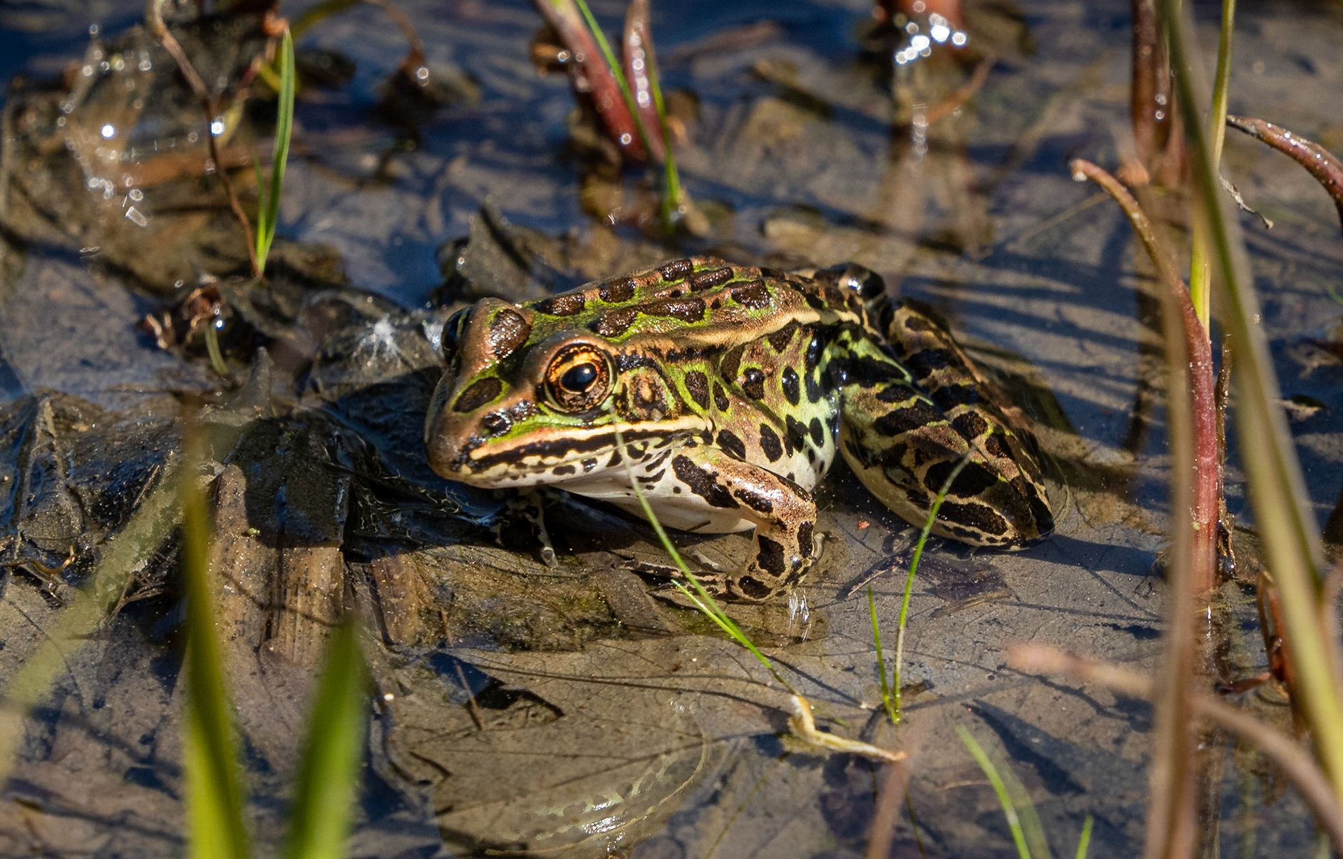 leopard frog