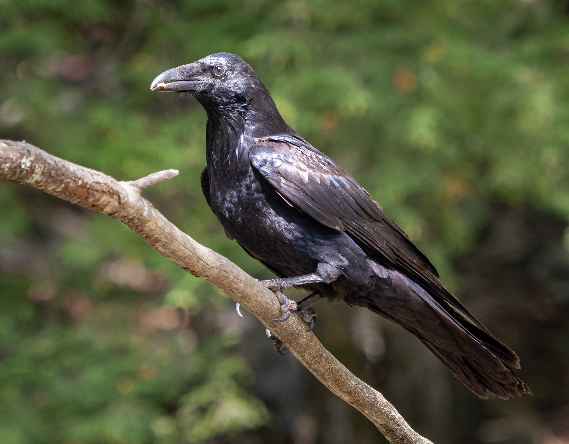 Raven