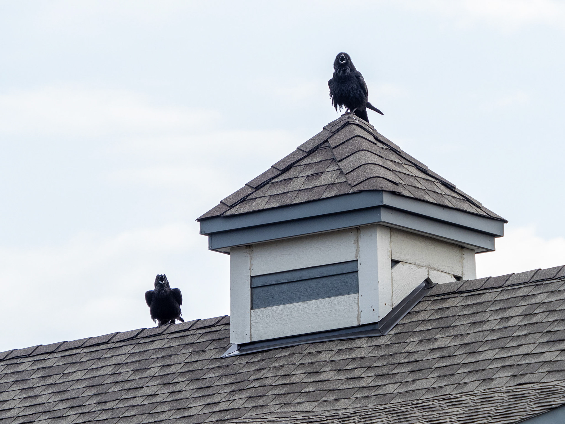 ravens