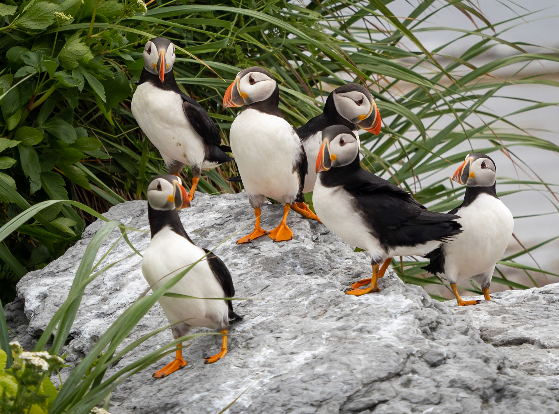 Puffins