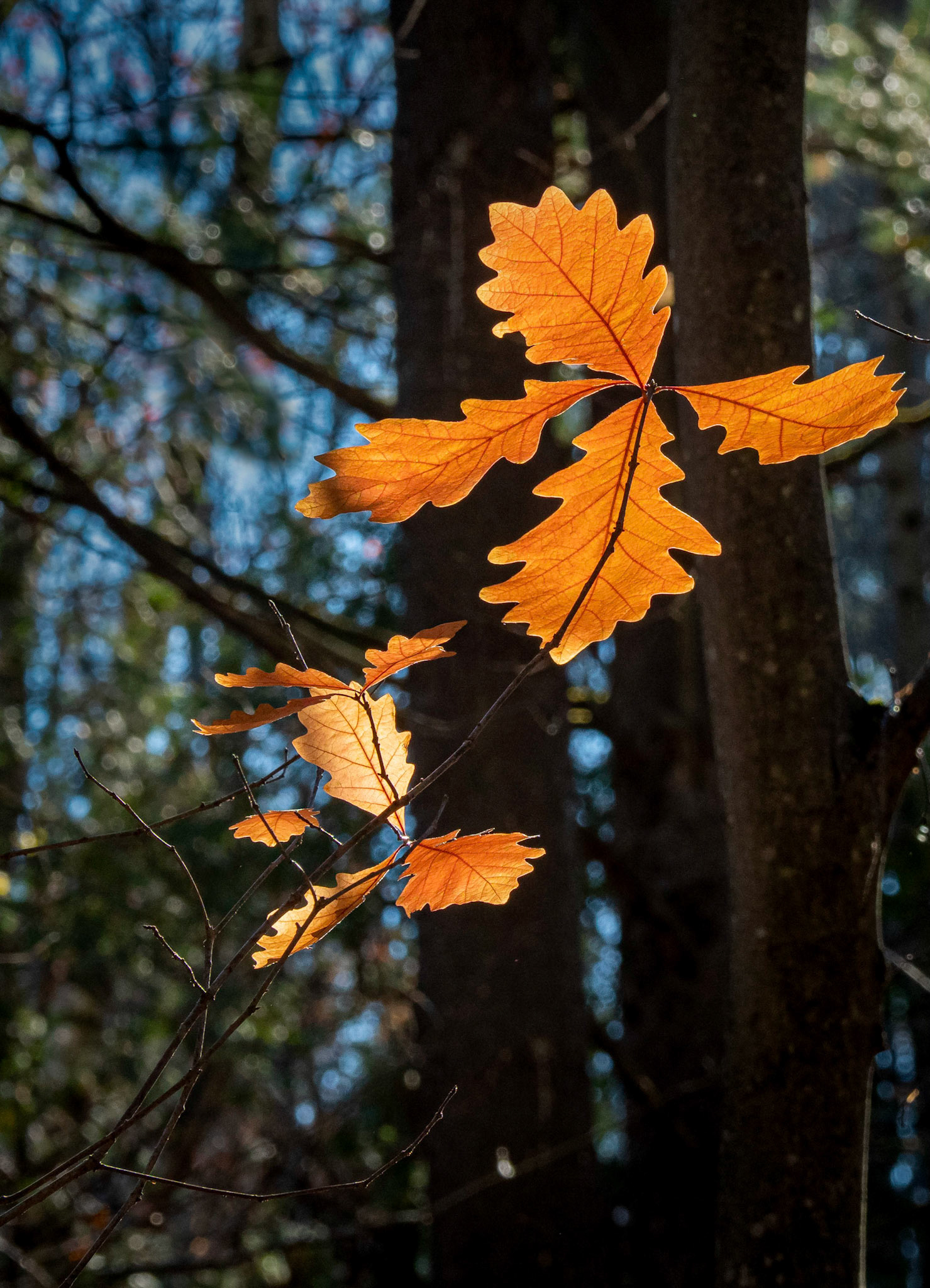 oak leaves