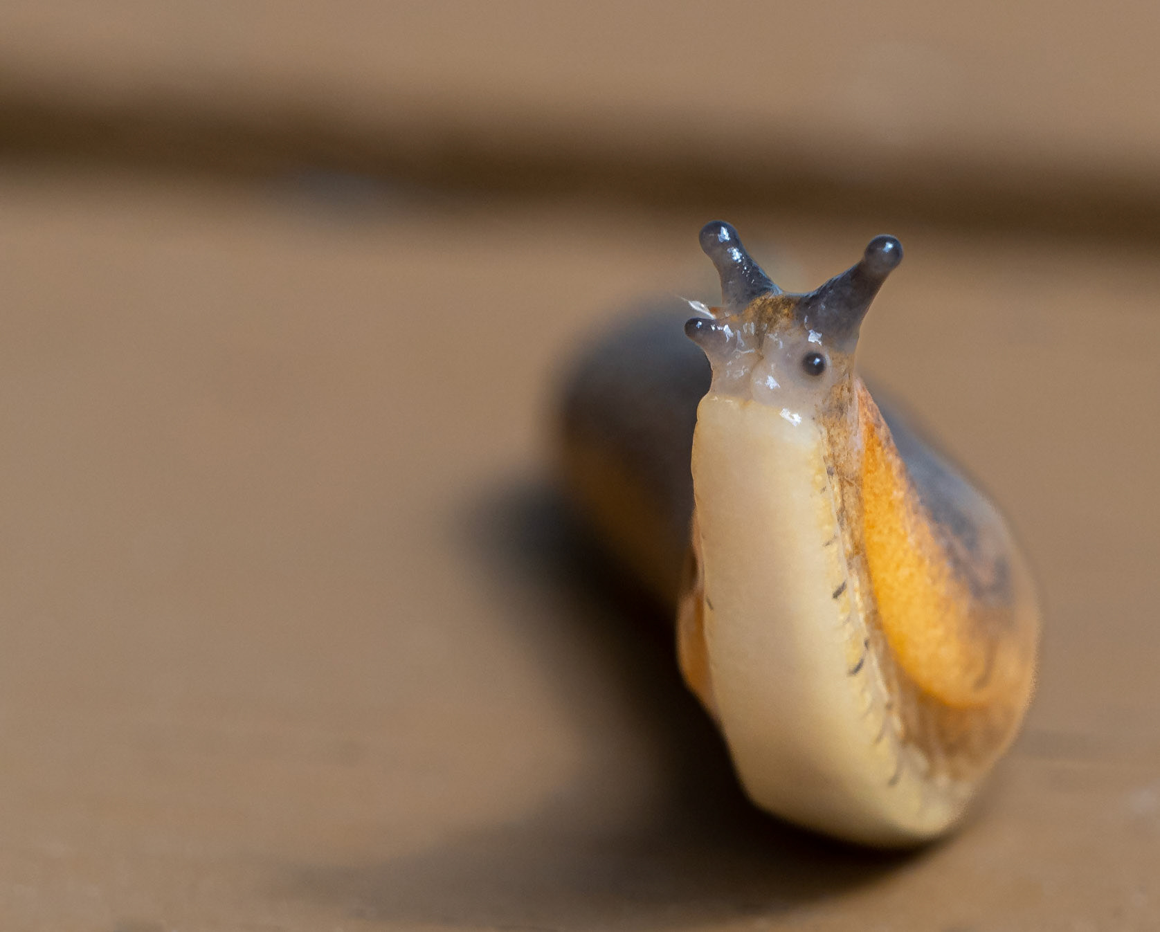 slug
