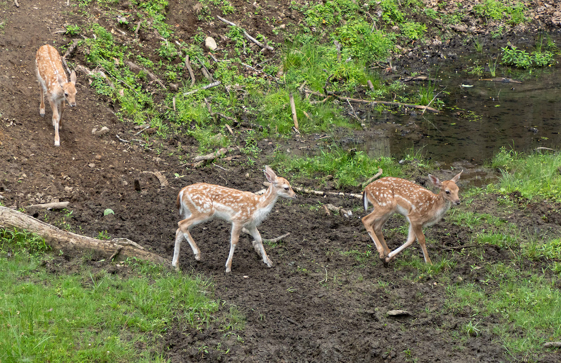 Fallow deer fawns