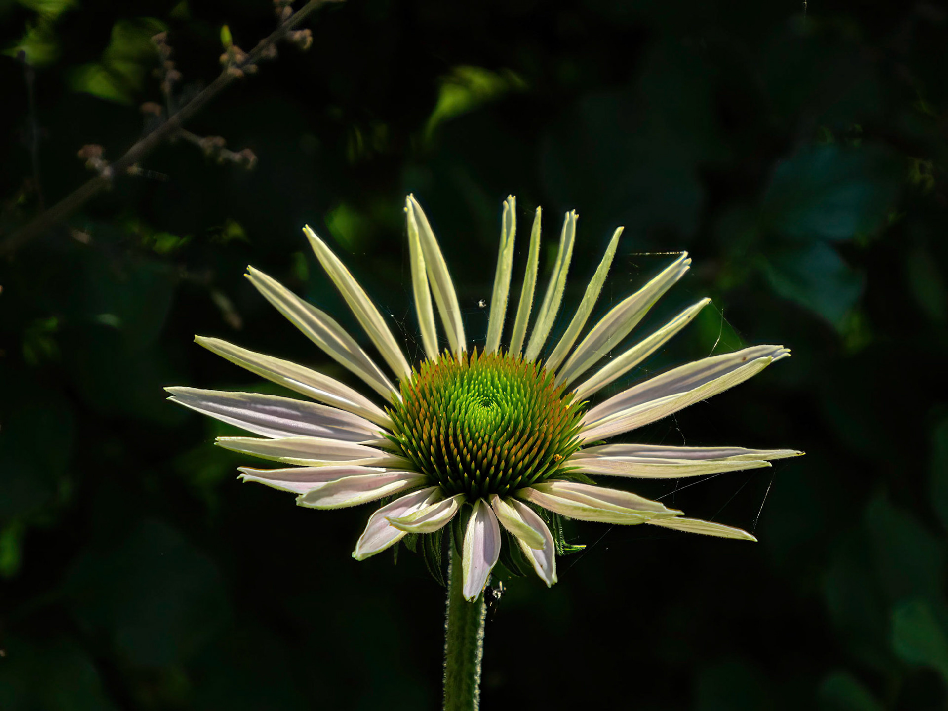 Nice flower in Brockville garden