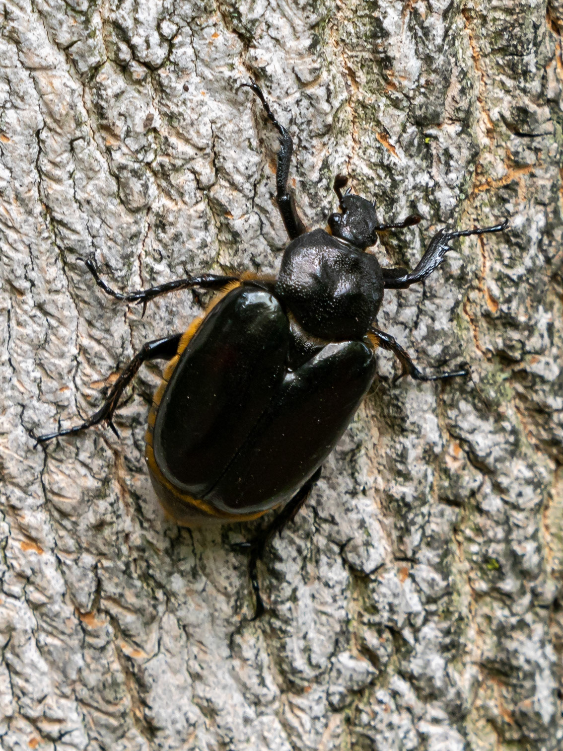 Flower hermit Beetle