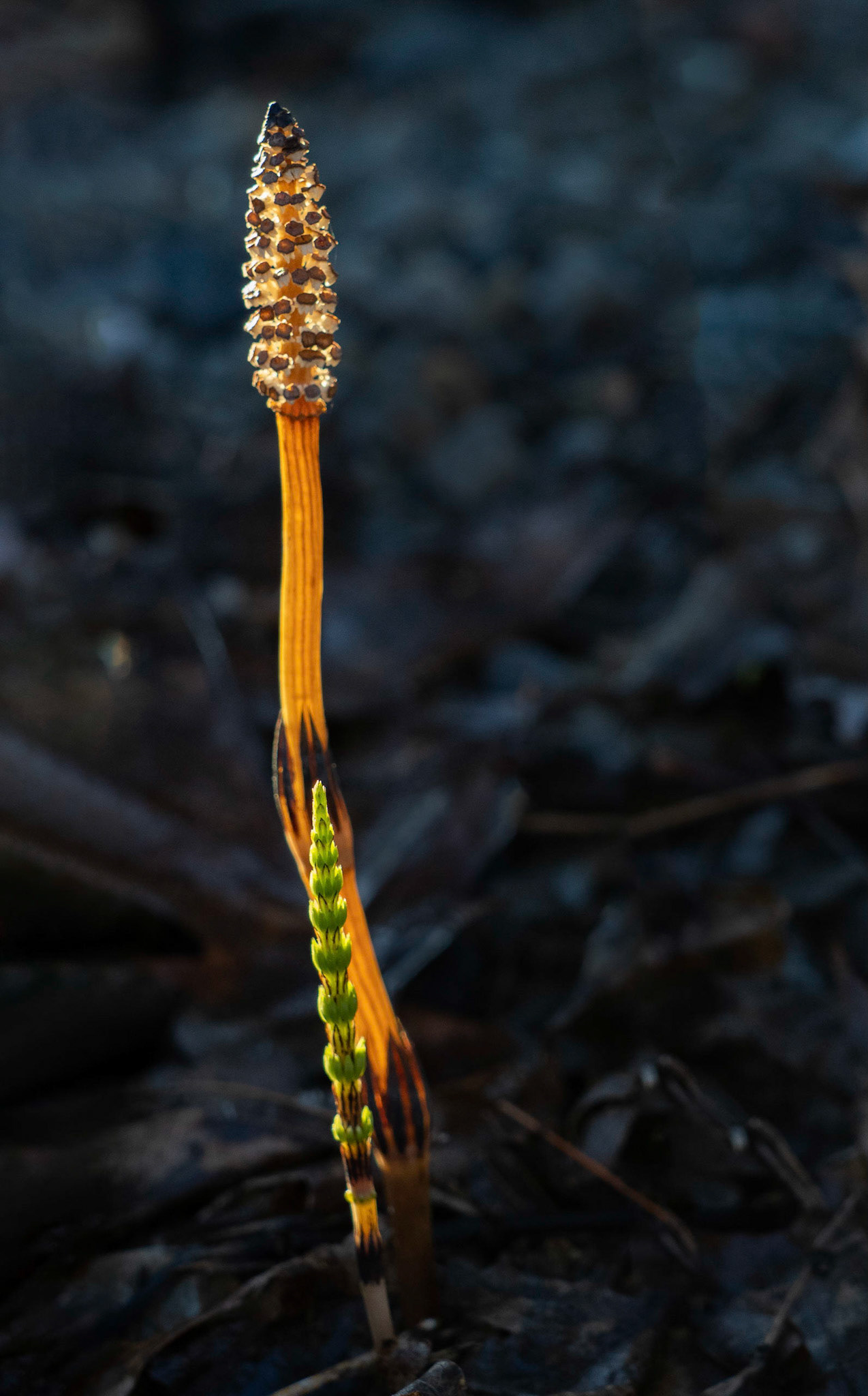 horsetail