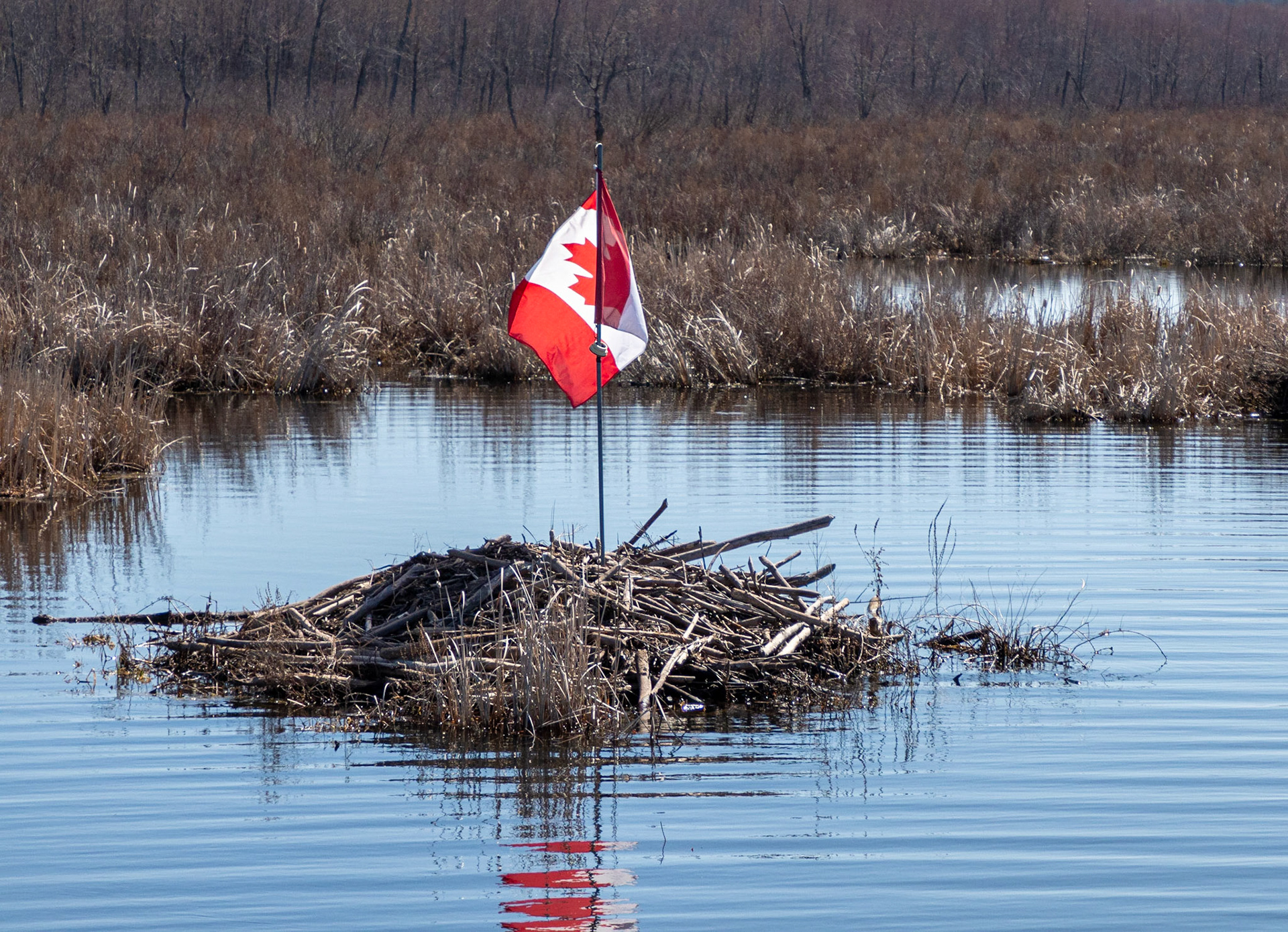 patriotic beaver