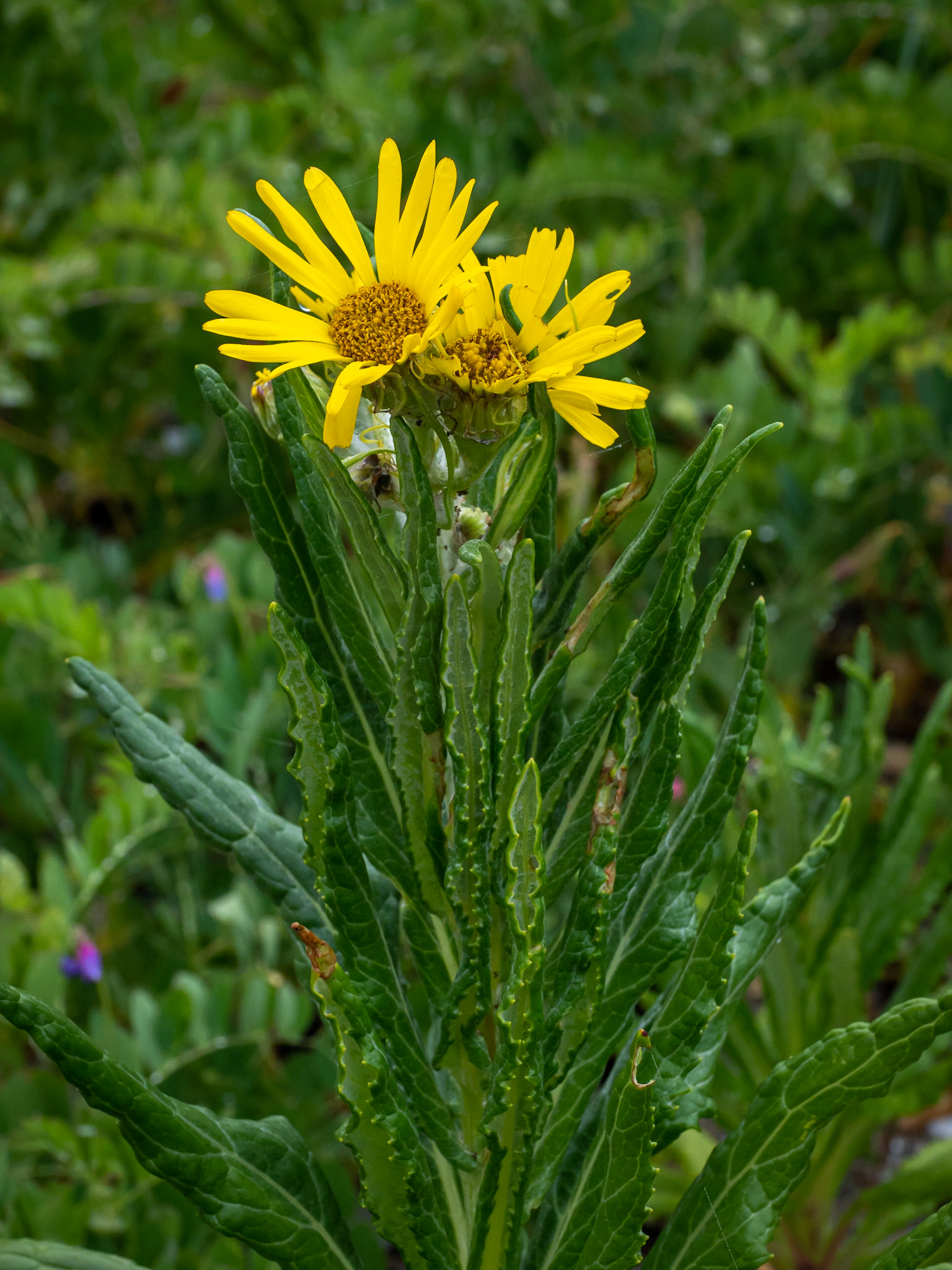 Seaside ragwort