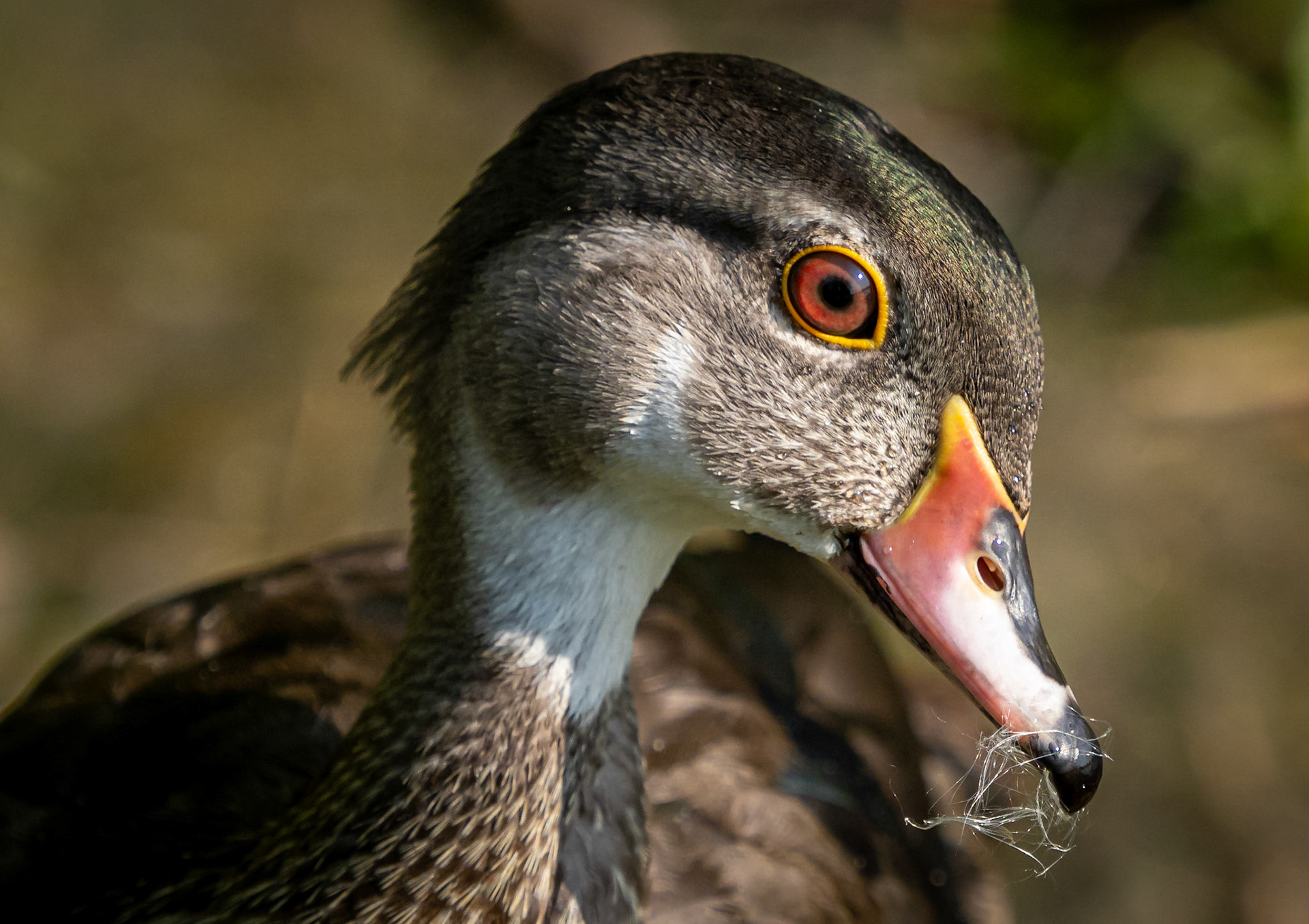 male wood duck