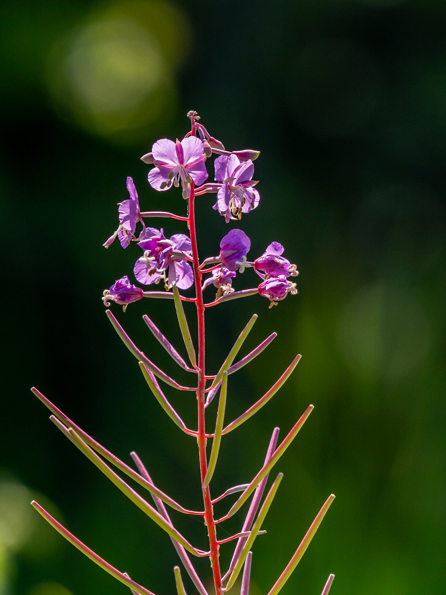 Fireweed