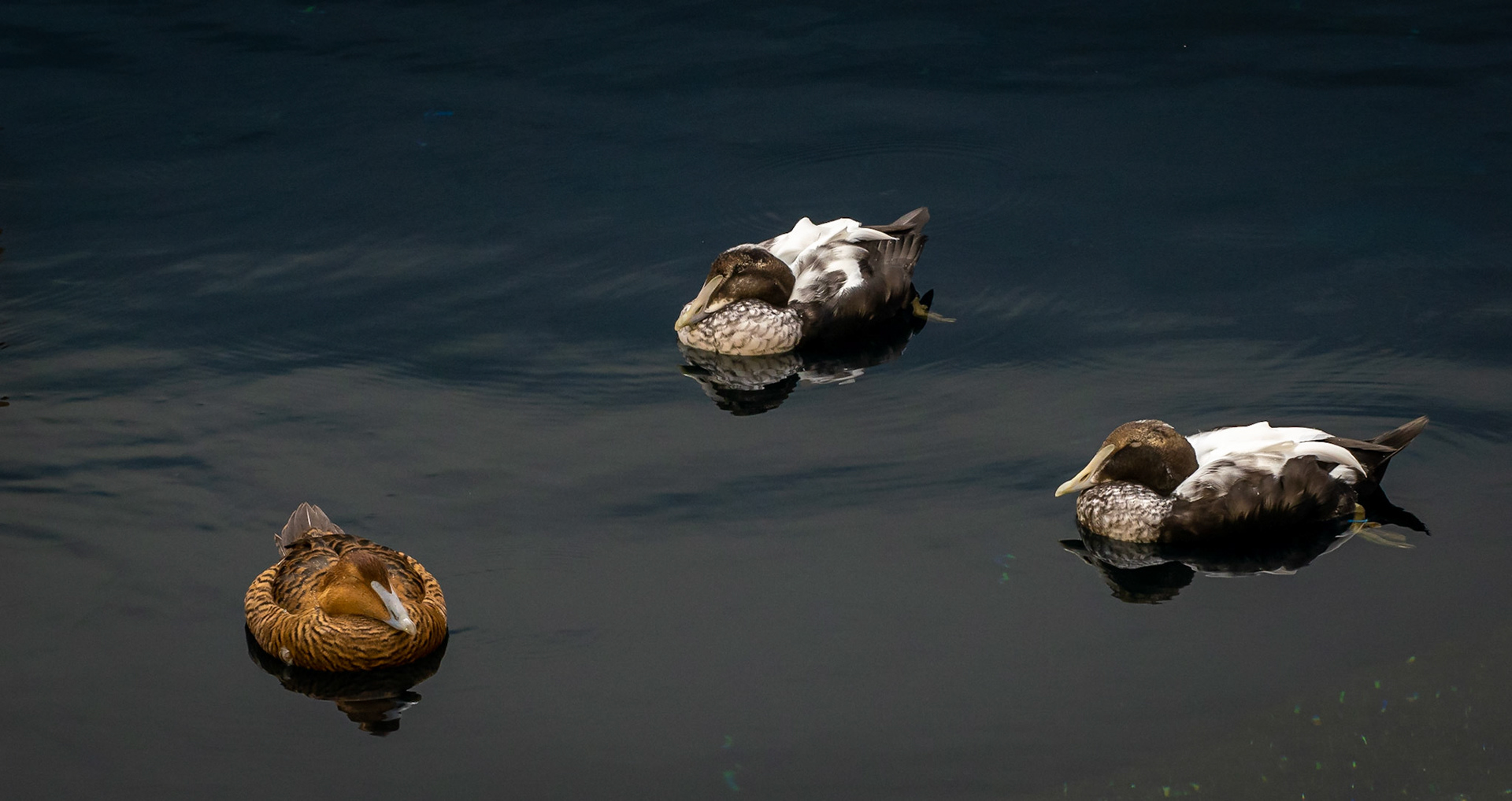 eider ducks