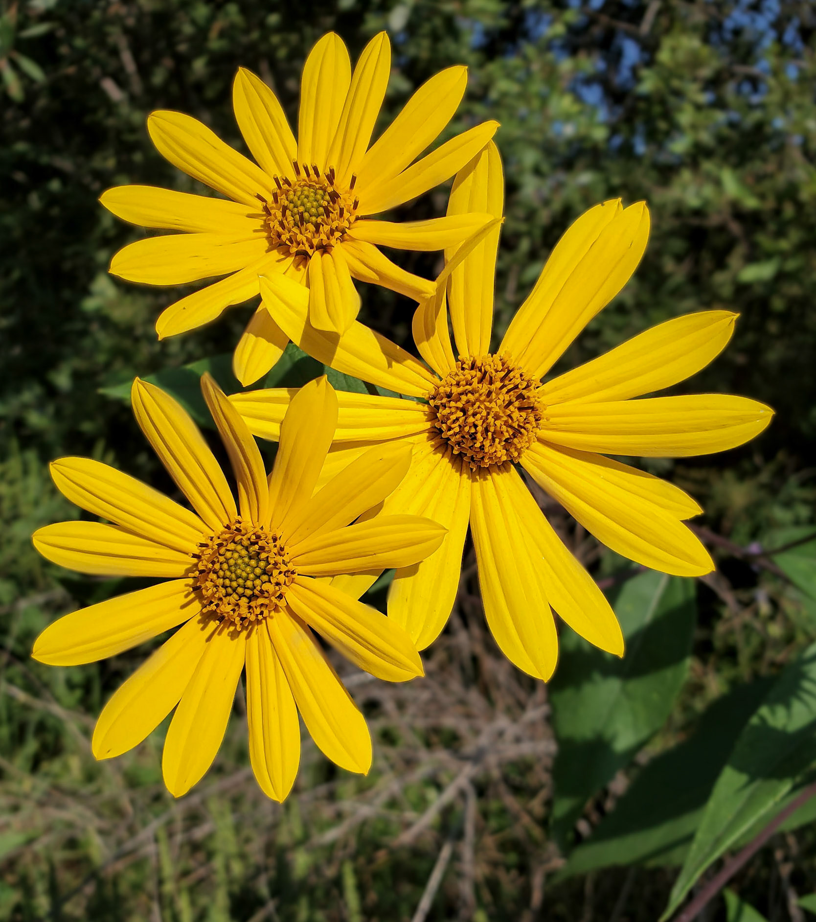 sunflower (too many like these to put a variety name to them)